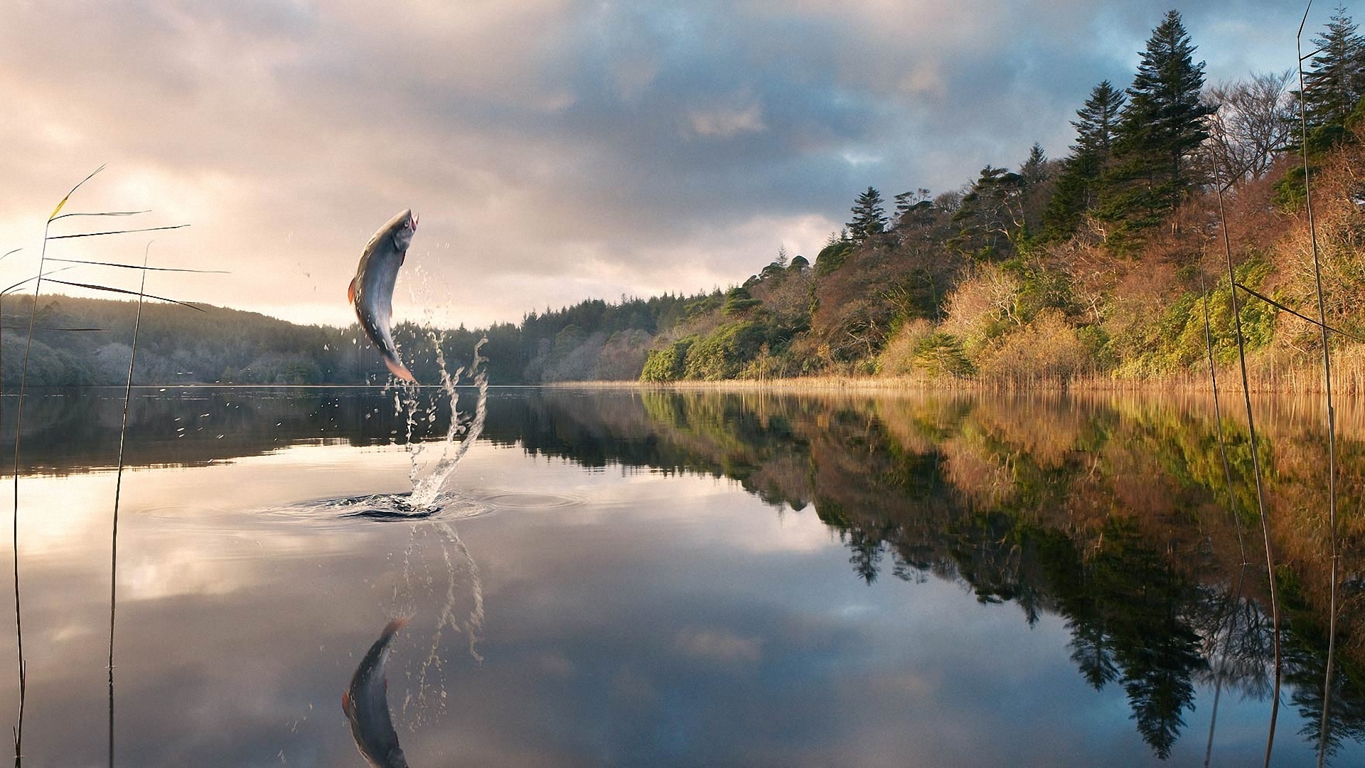 рыба, ручка, дом