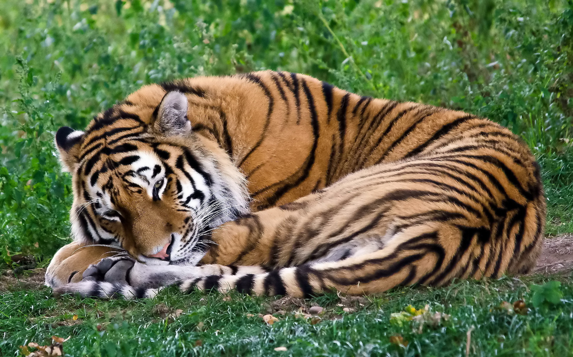 тигр спящий без смс