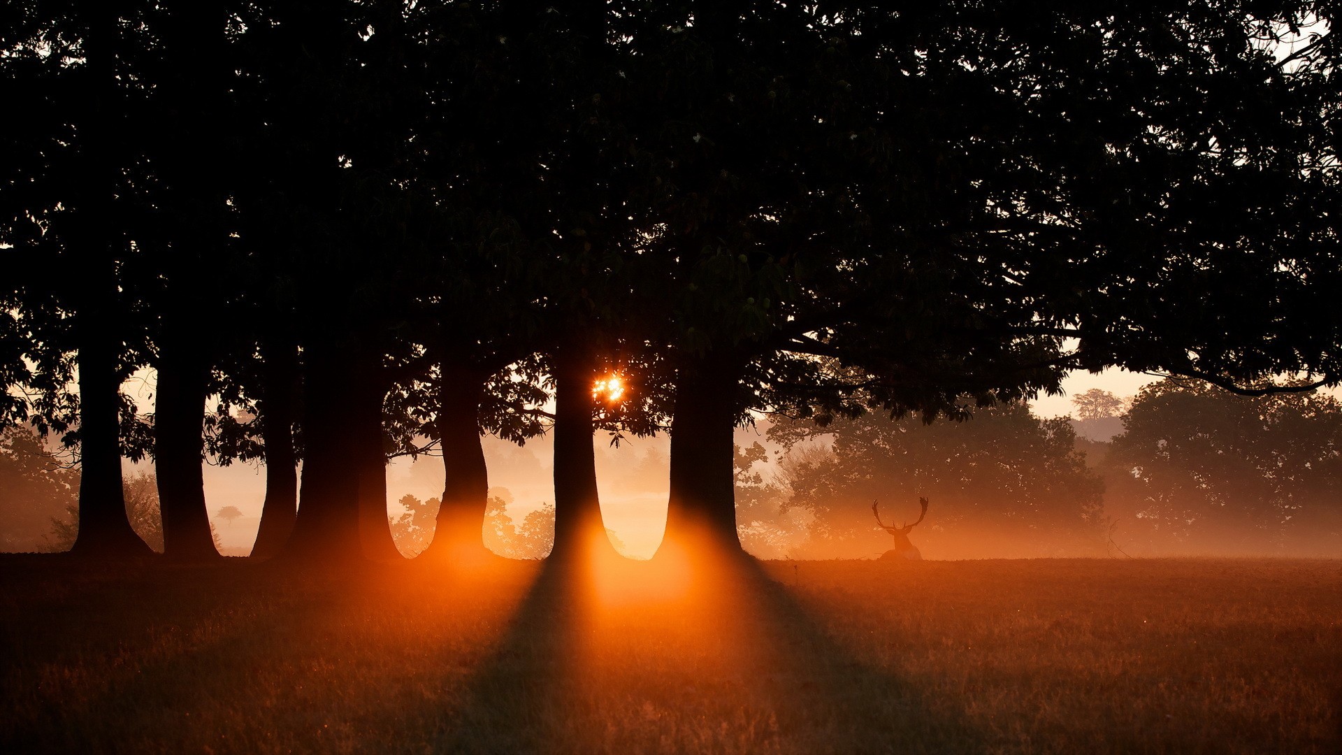 фото, дерево, искусство