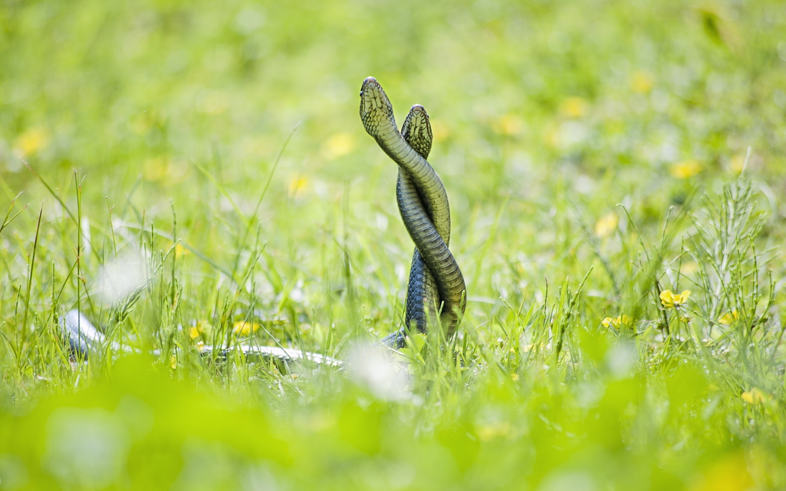 природа животные змея зеленый загрузить