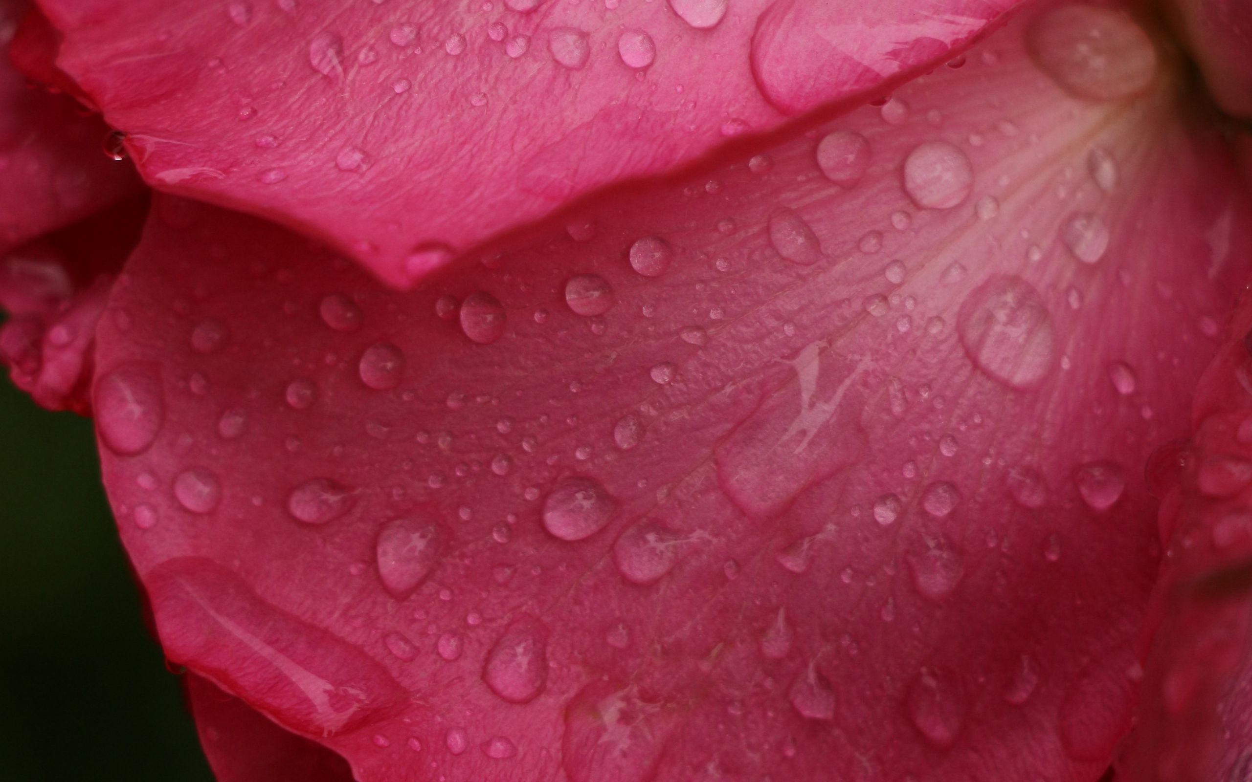 взлёт, цветы, drizzle
