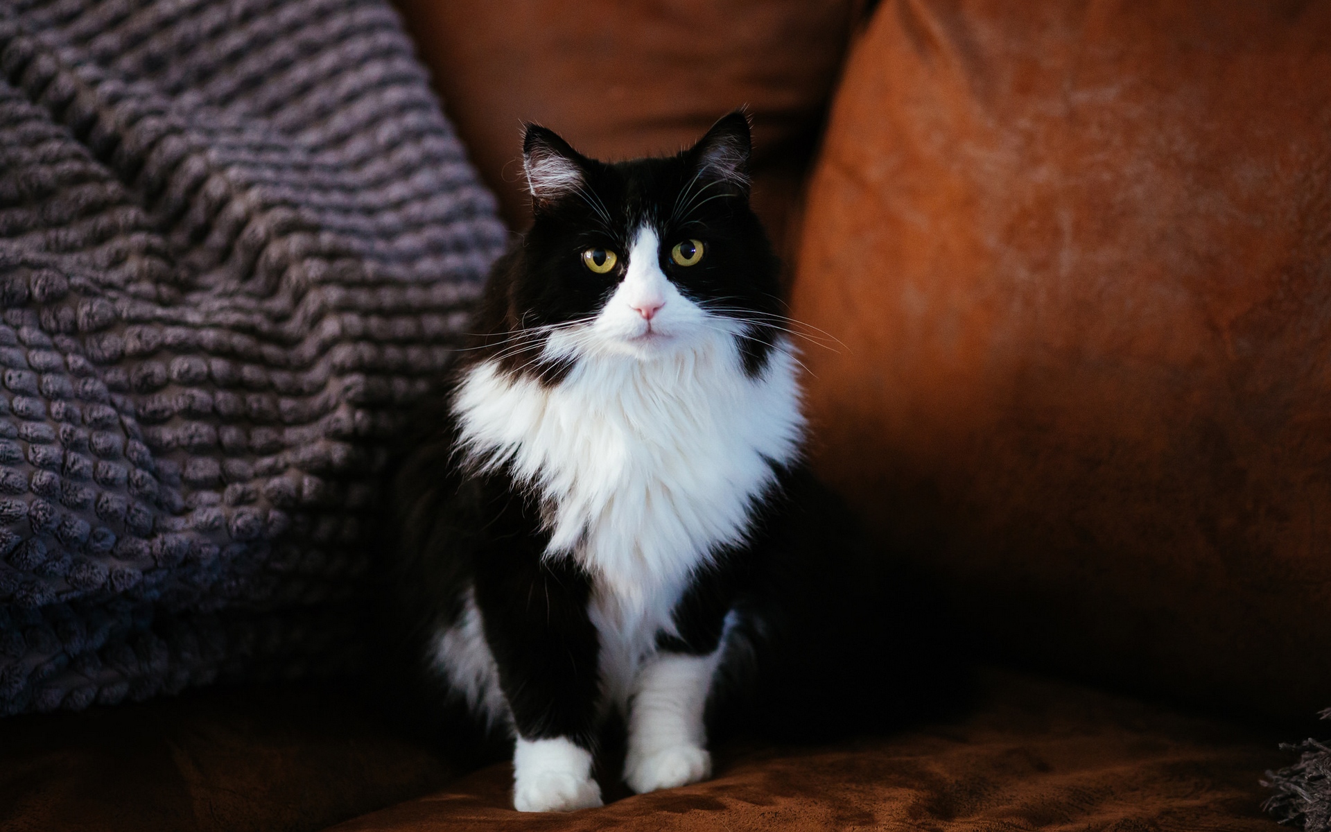кот, клиника, умка