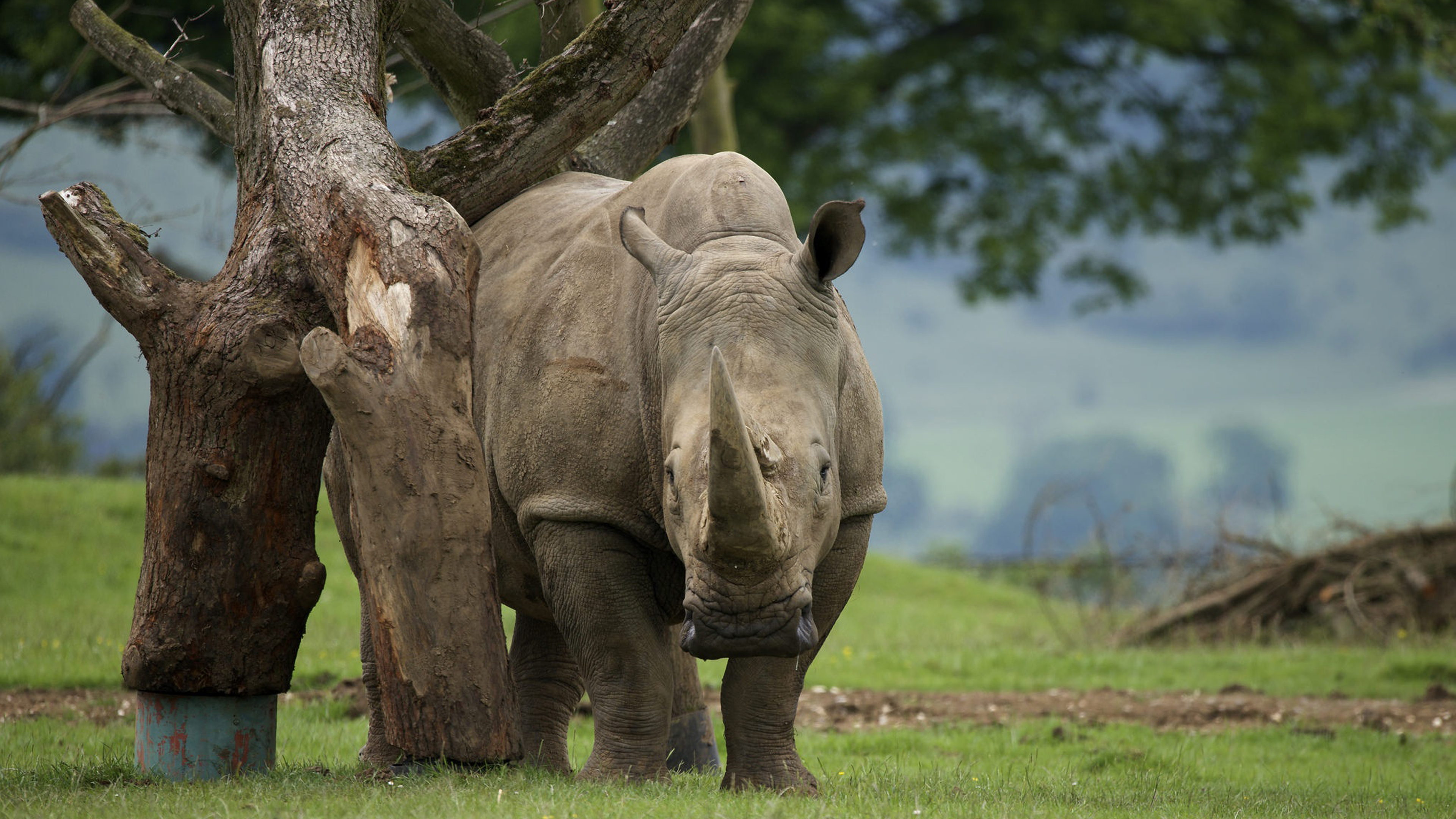 Носорог в тропическом лесу. Носорог. Африканский носорог. Носорог в природе. Обои на рабочий стол носорог.