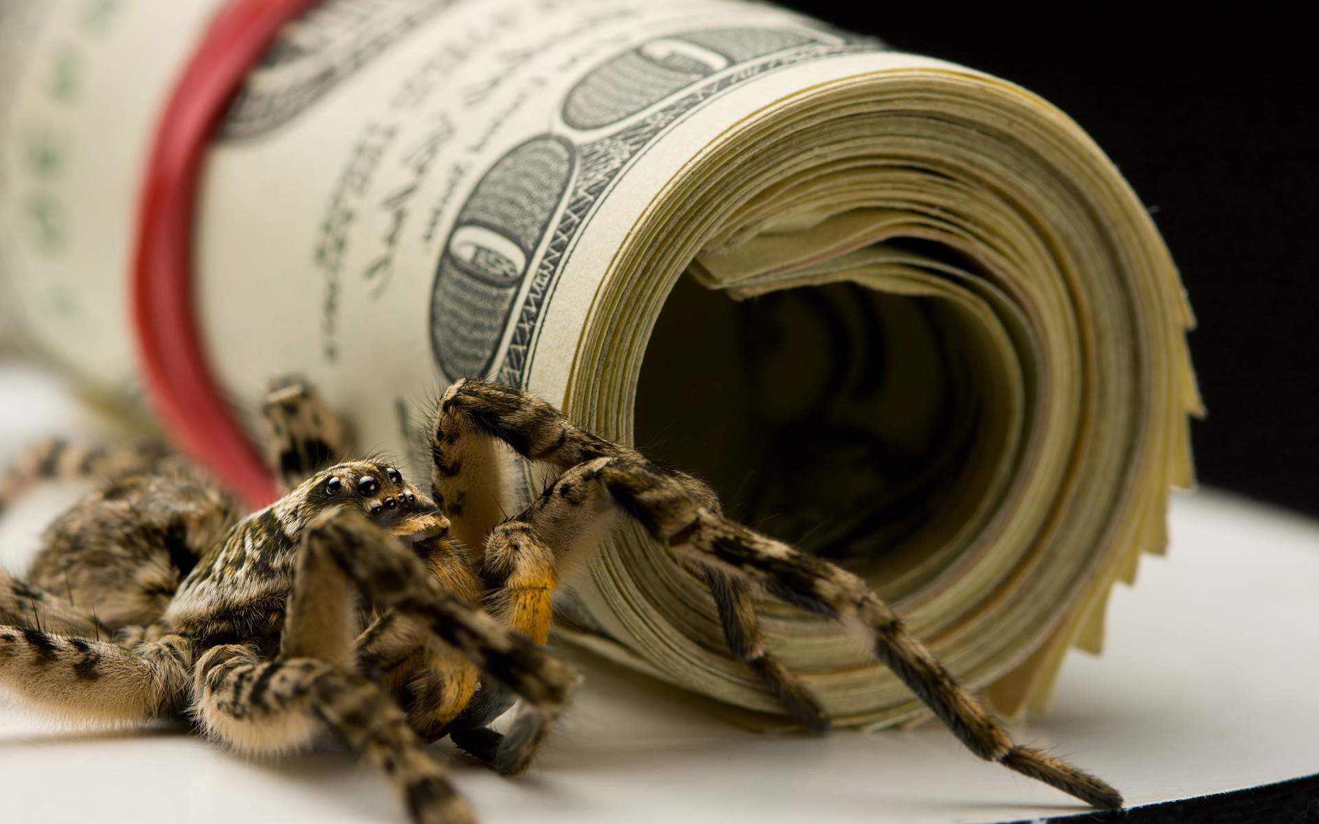 money, паук, dollar