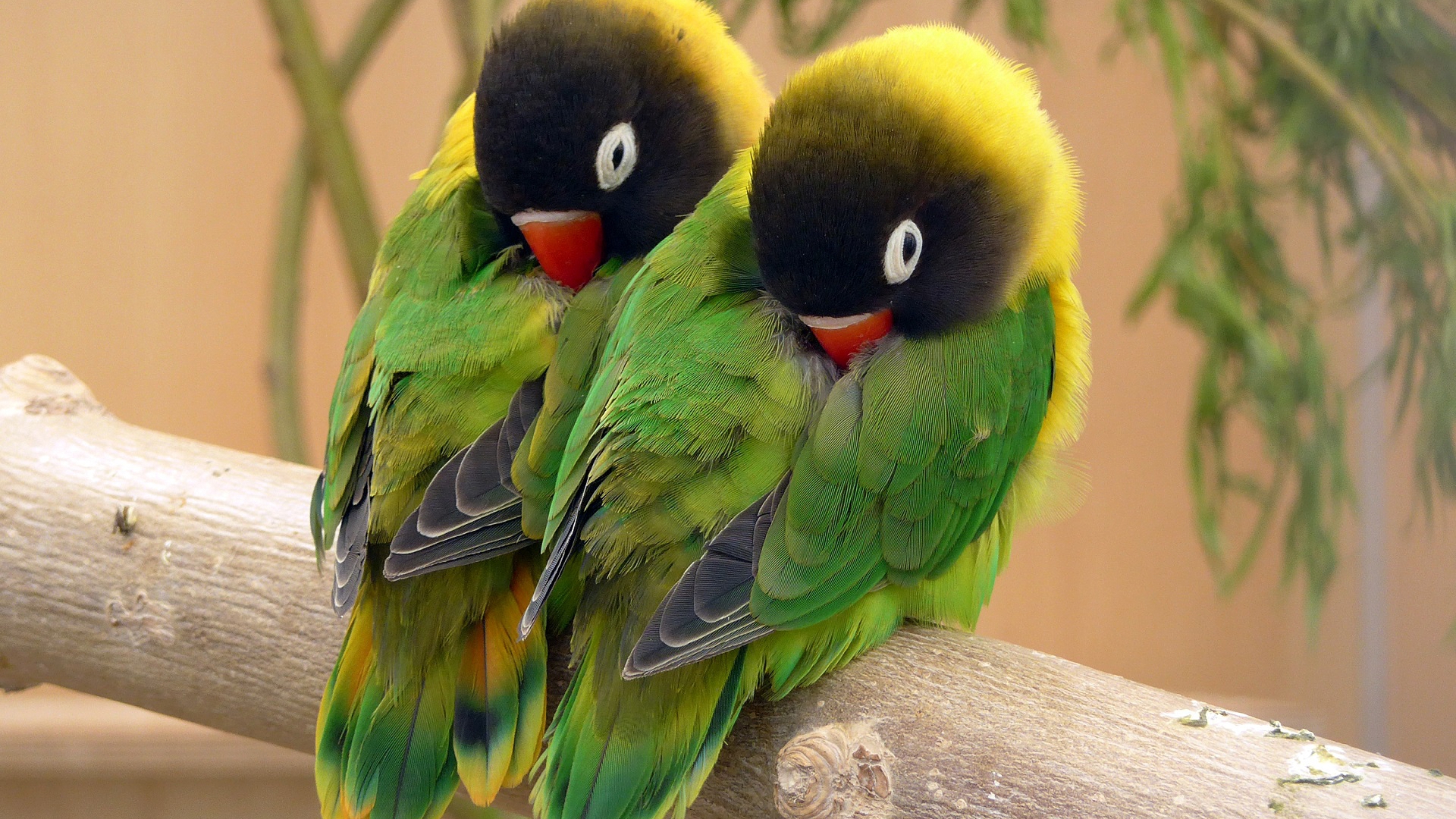 неразлучник, птица, попугай