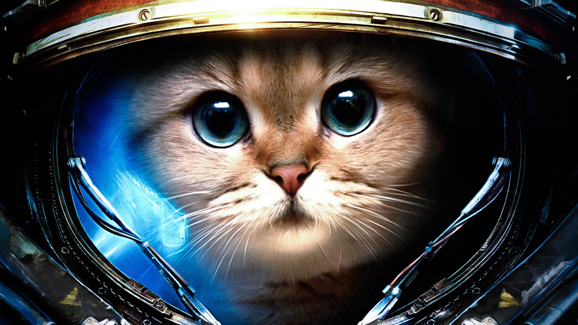 кот, mrwallpaper, comdownload