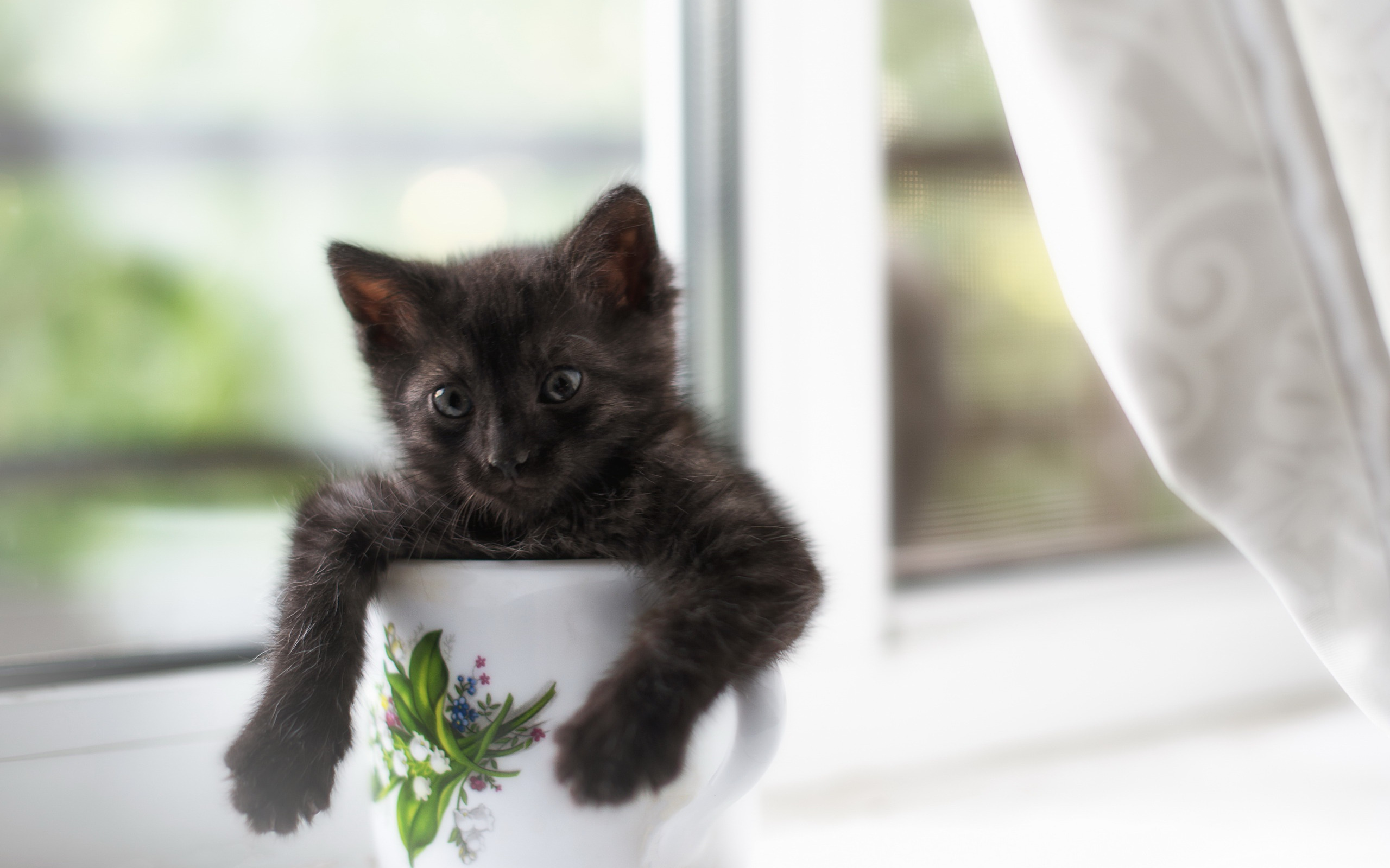 tema, котенок
