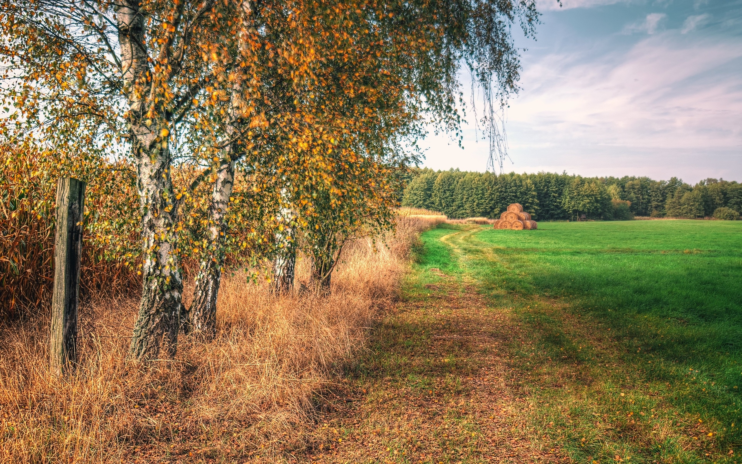 Село лес. Деревня березы березы стога. Осенний пейзаж Тульская деревня. Деревня береза поле Россия. Осень поля деревня.