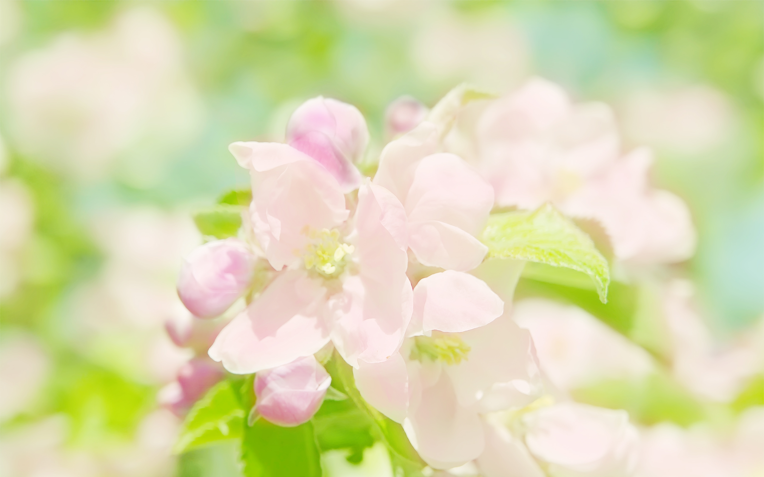 fleurs, printemps, ecran