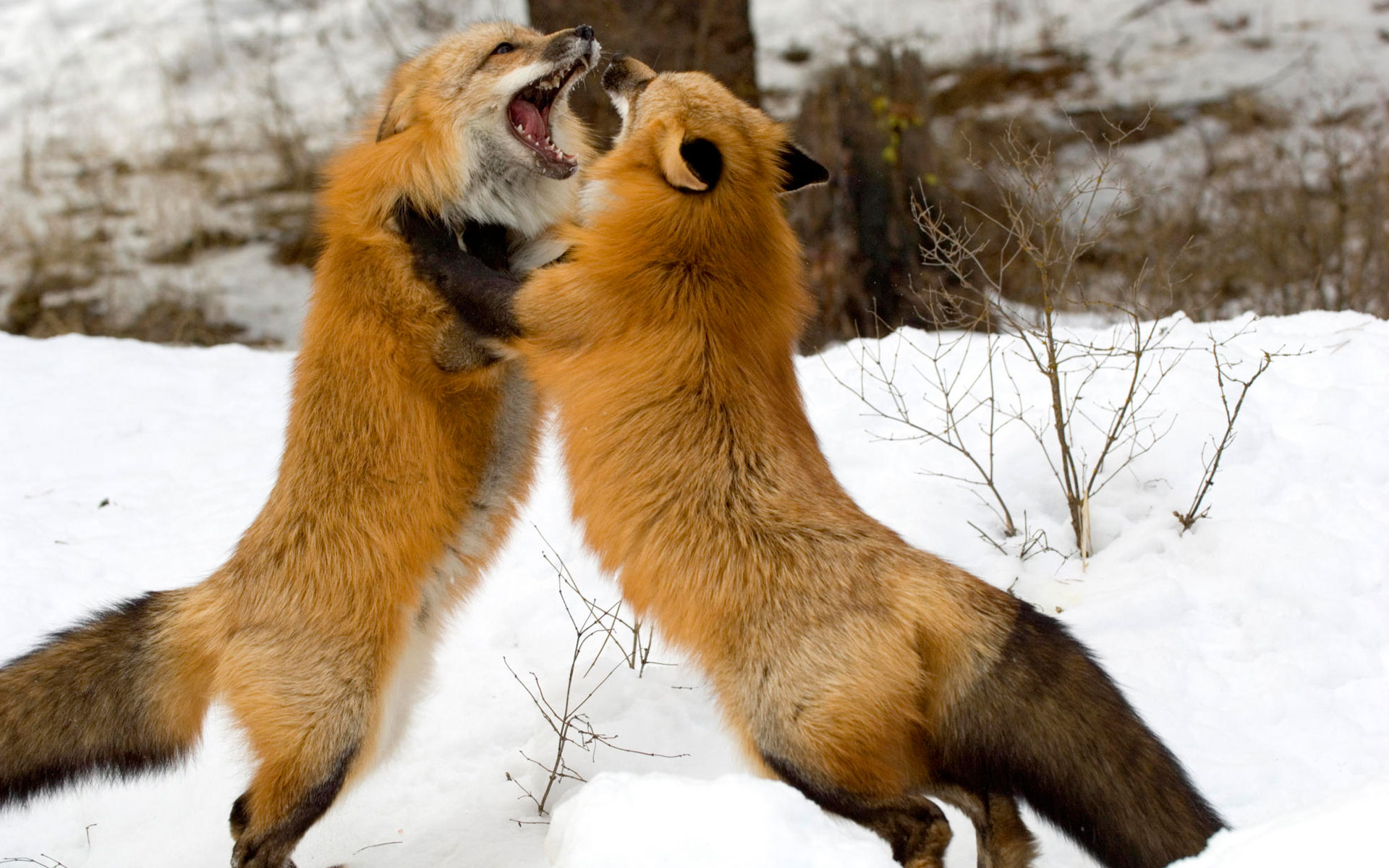 ecran, renard, ласки