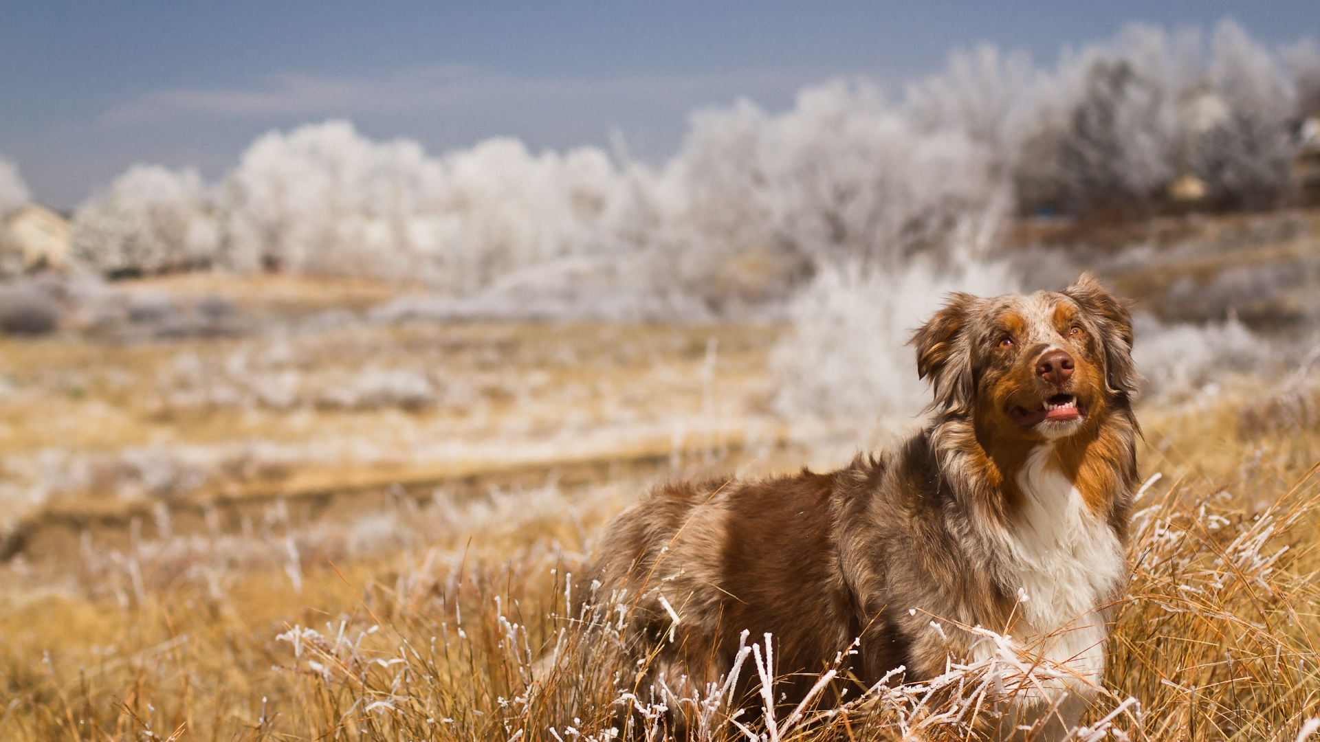 собака, поле, трава