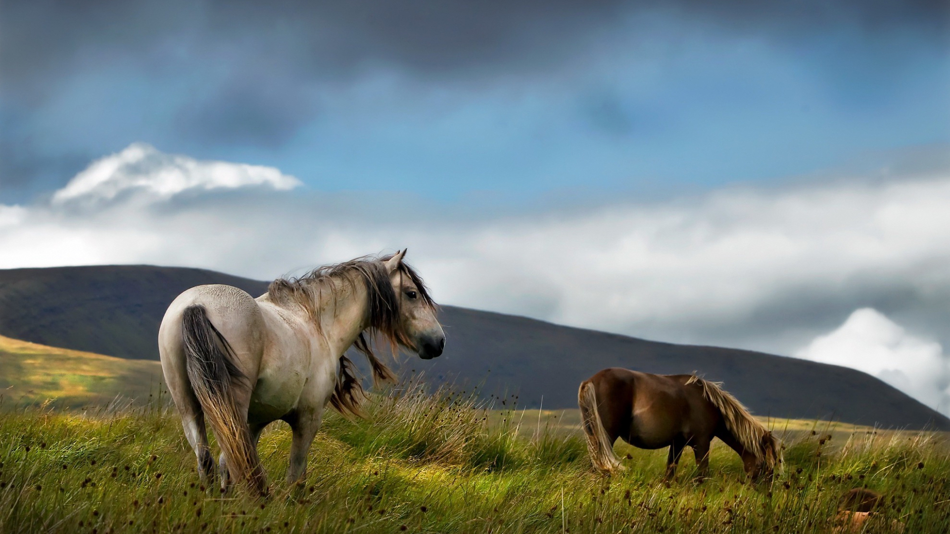 stallion, русские