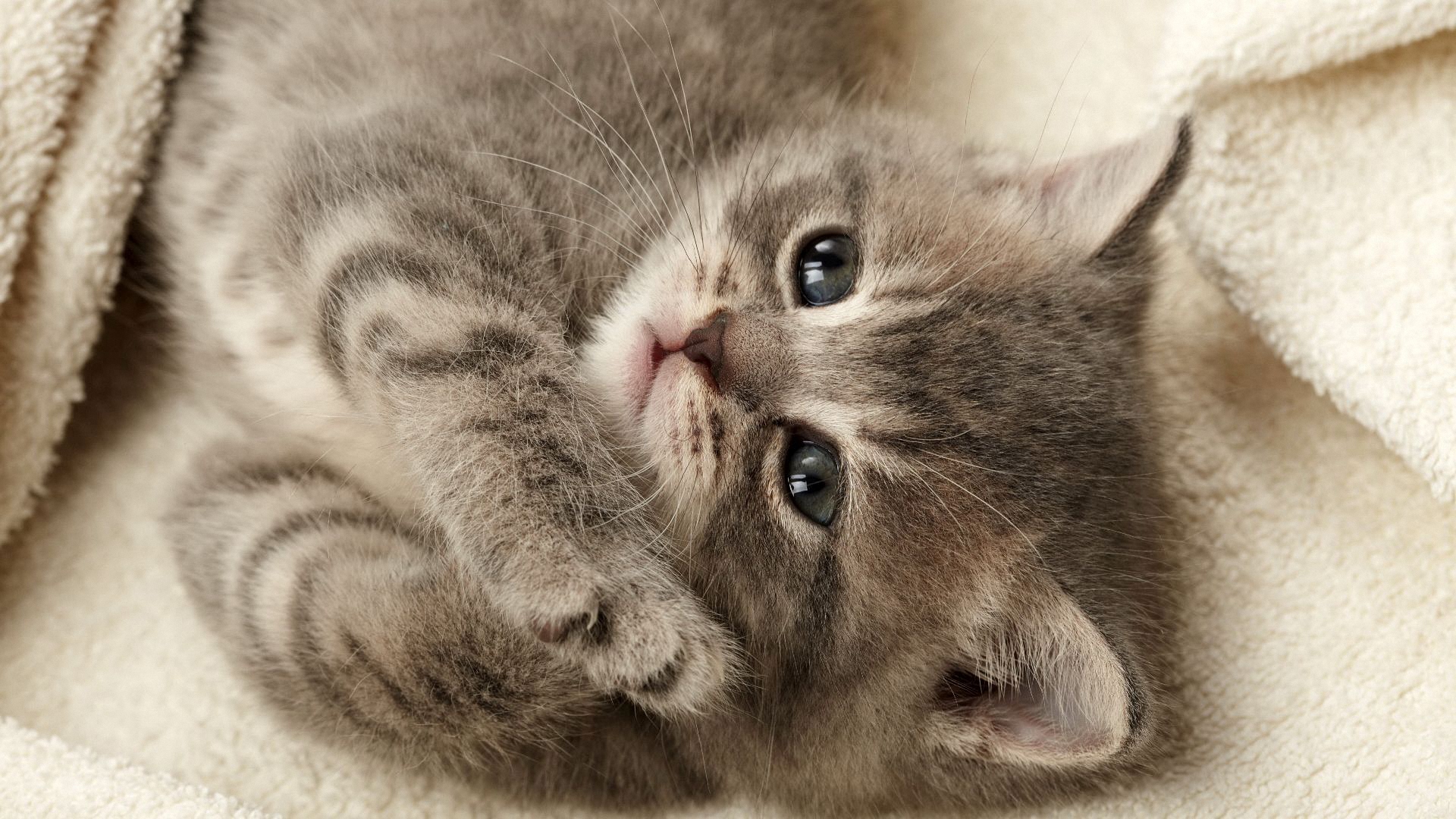 котенок, фанкарт