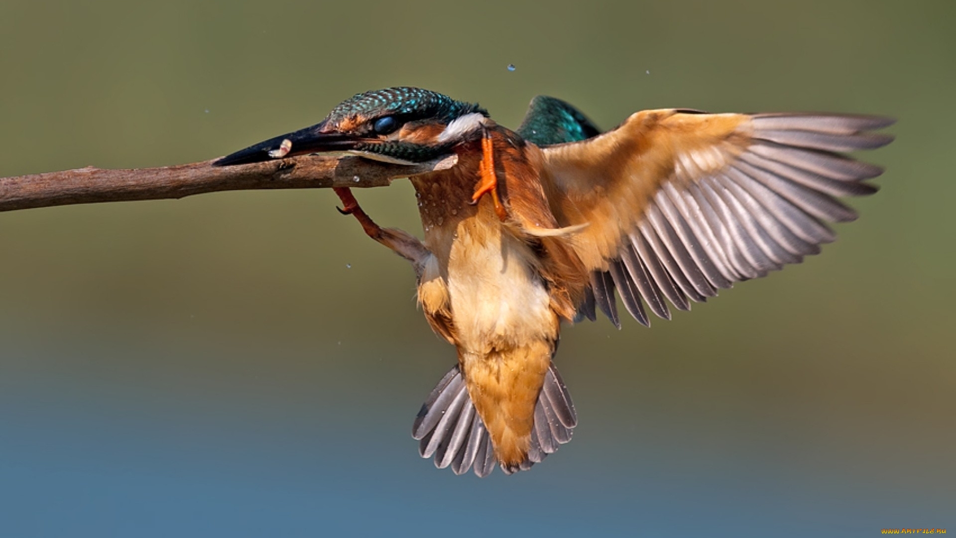 kingfisher, фонарь, настольный