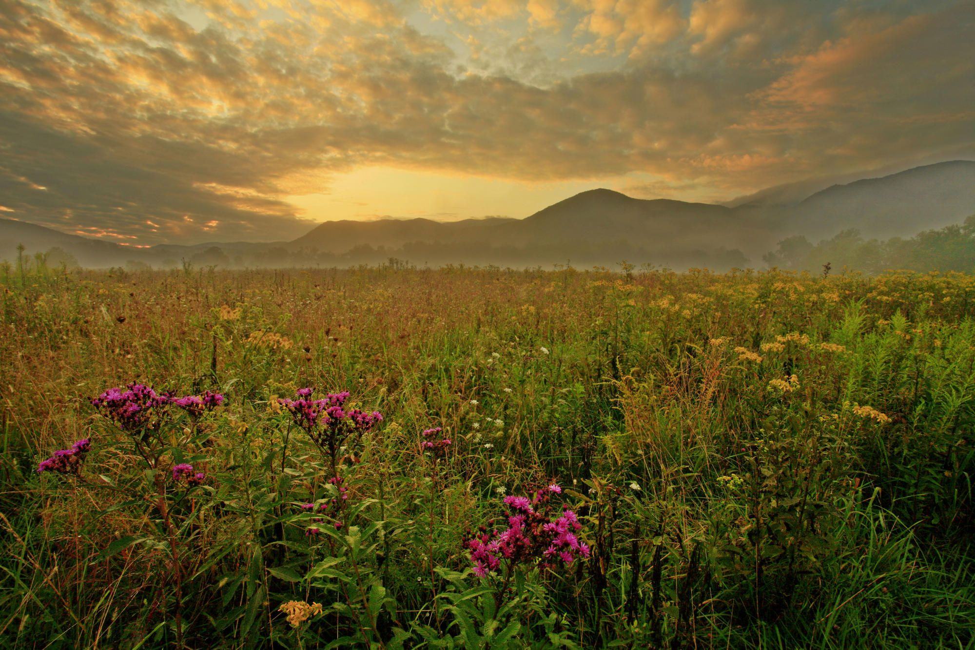 колоколь, весна, парк