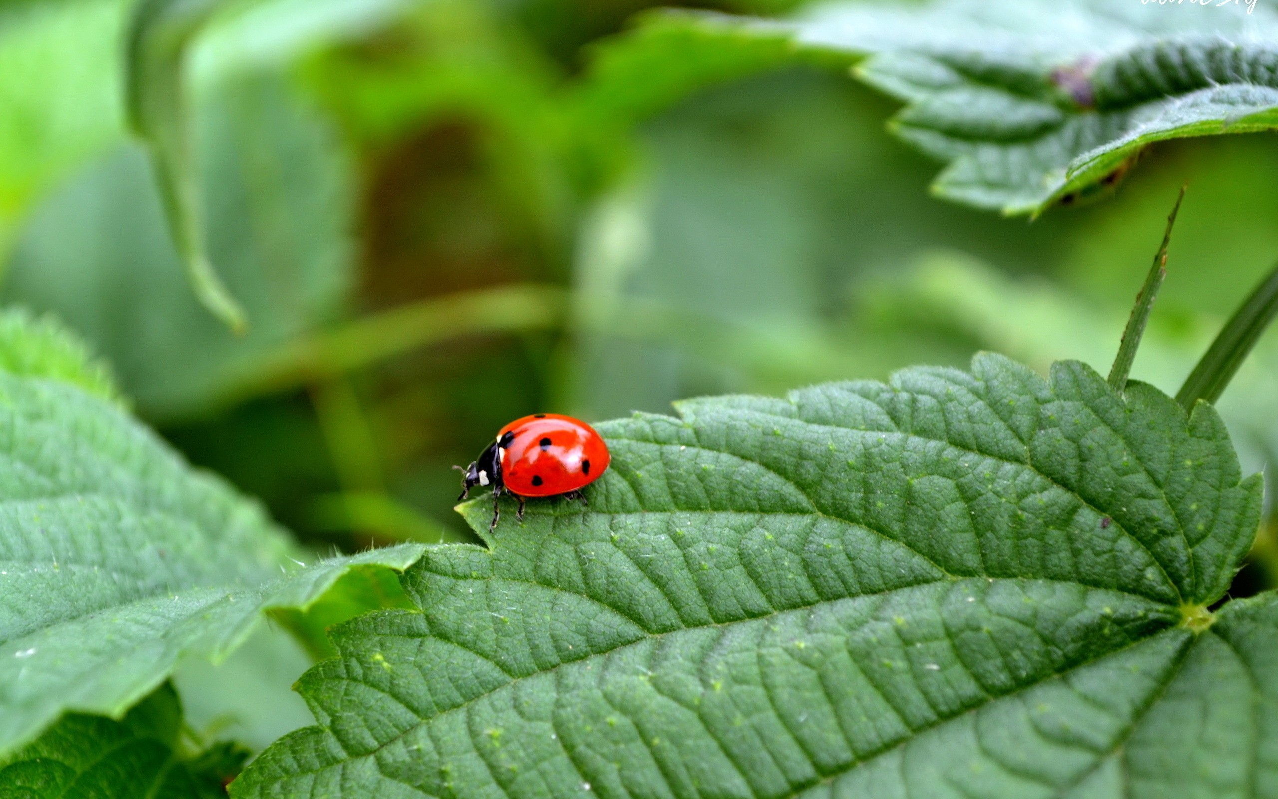 bug, lady