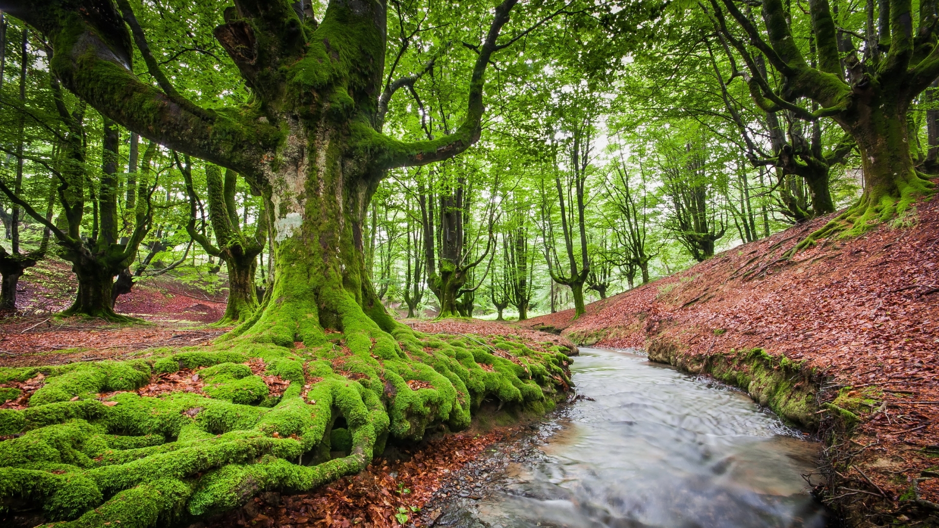 деревя, лес, красивые