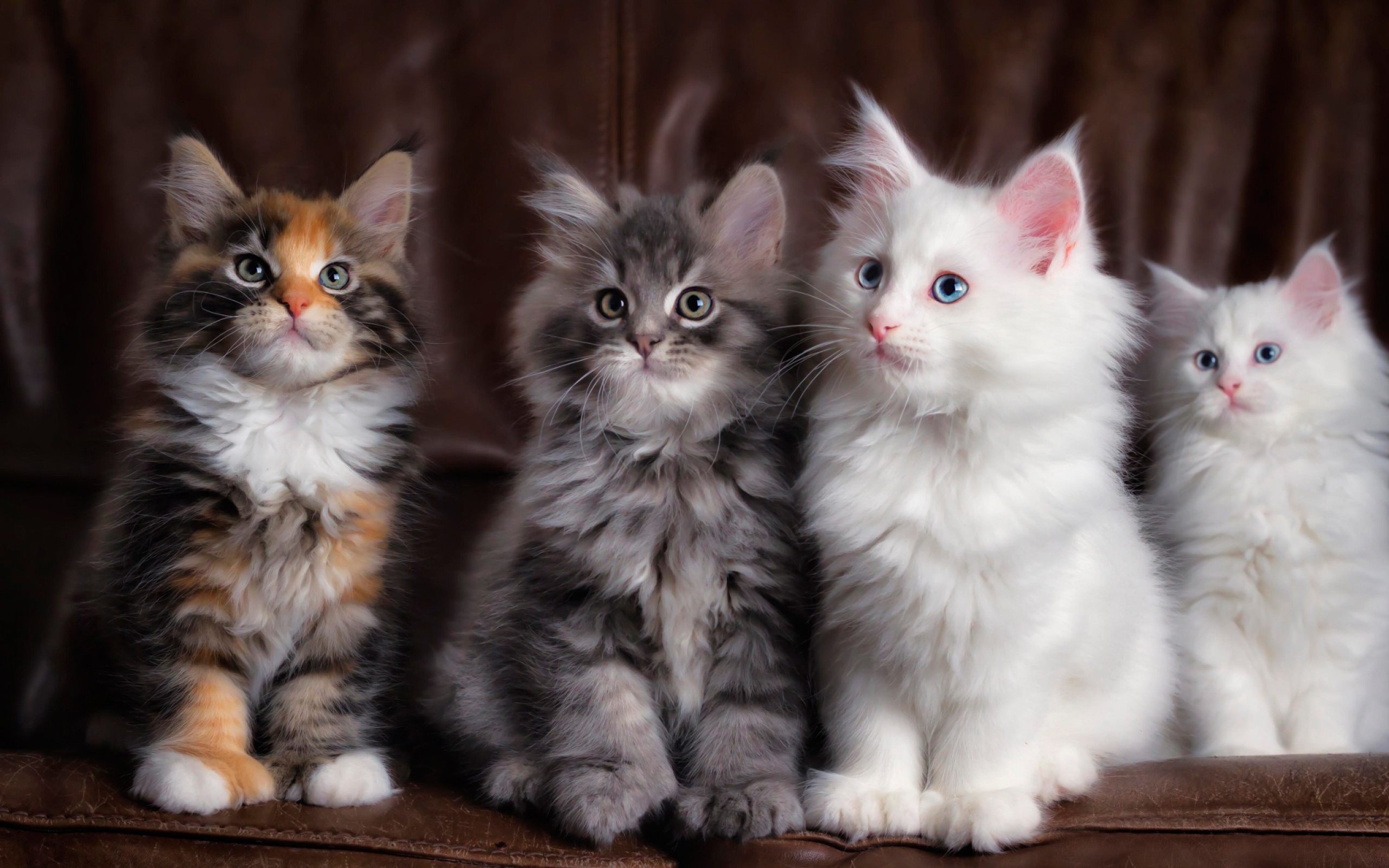 собаки, кошки, кошек