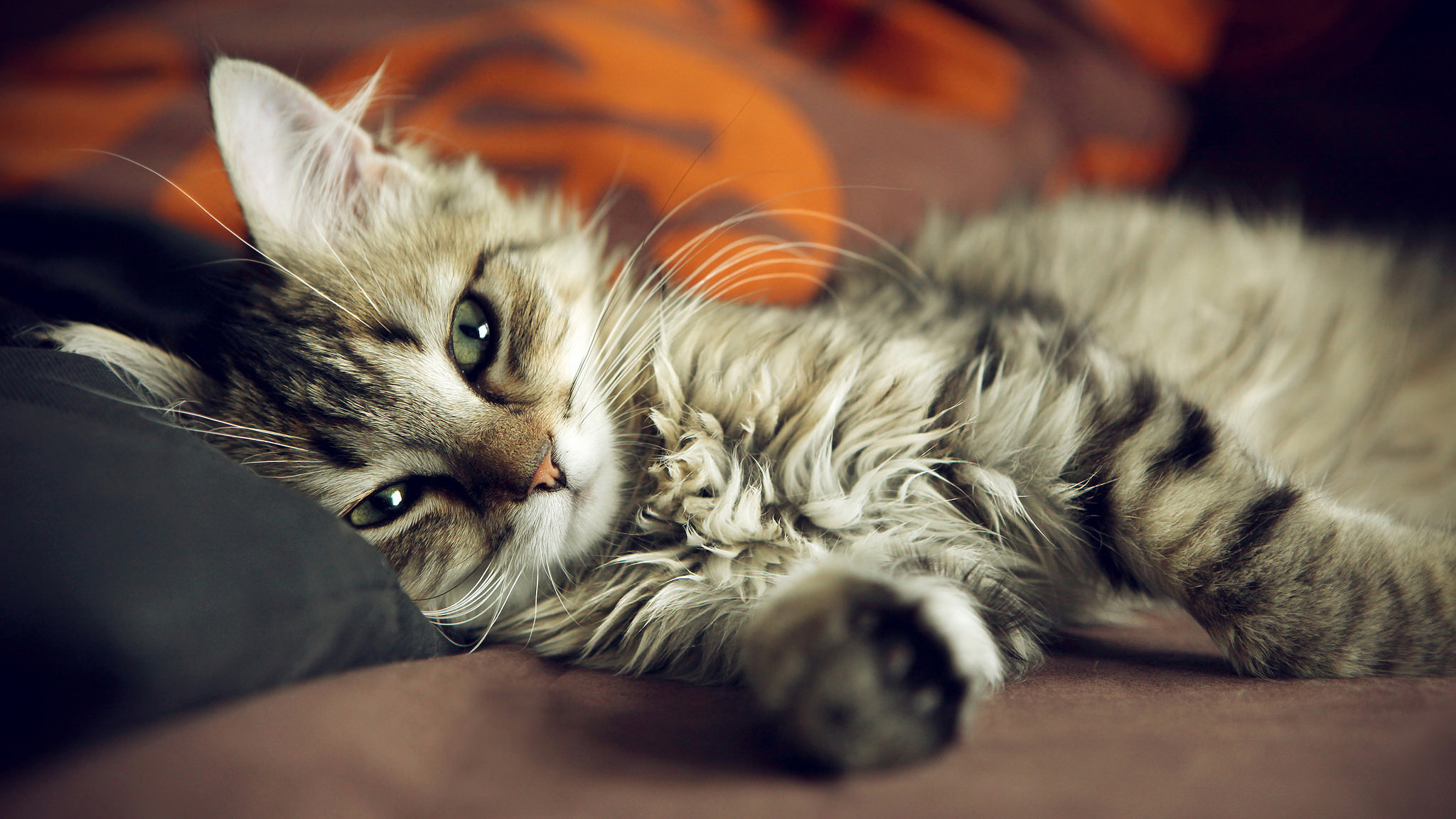 люблю, кошки, думаю