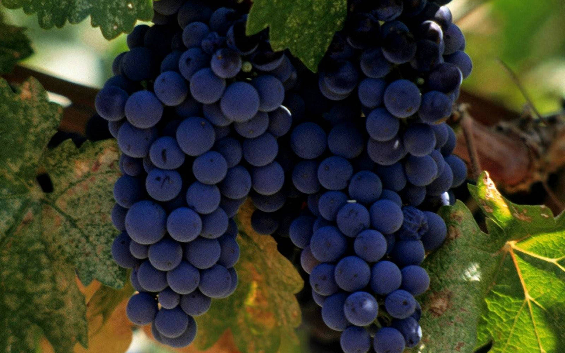 merlot