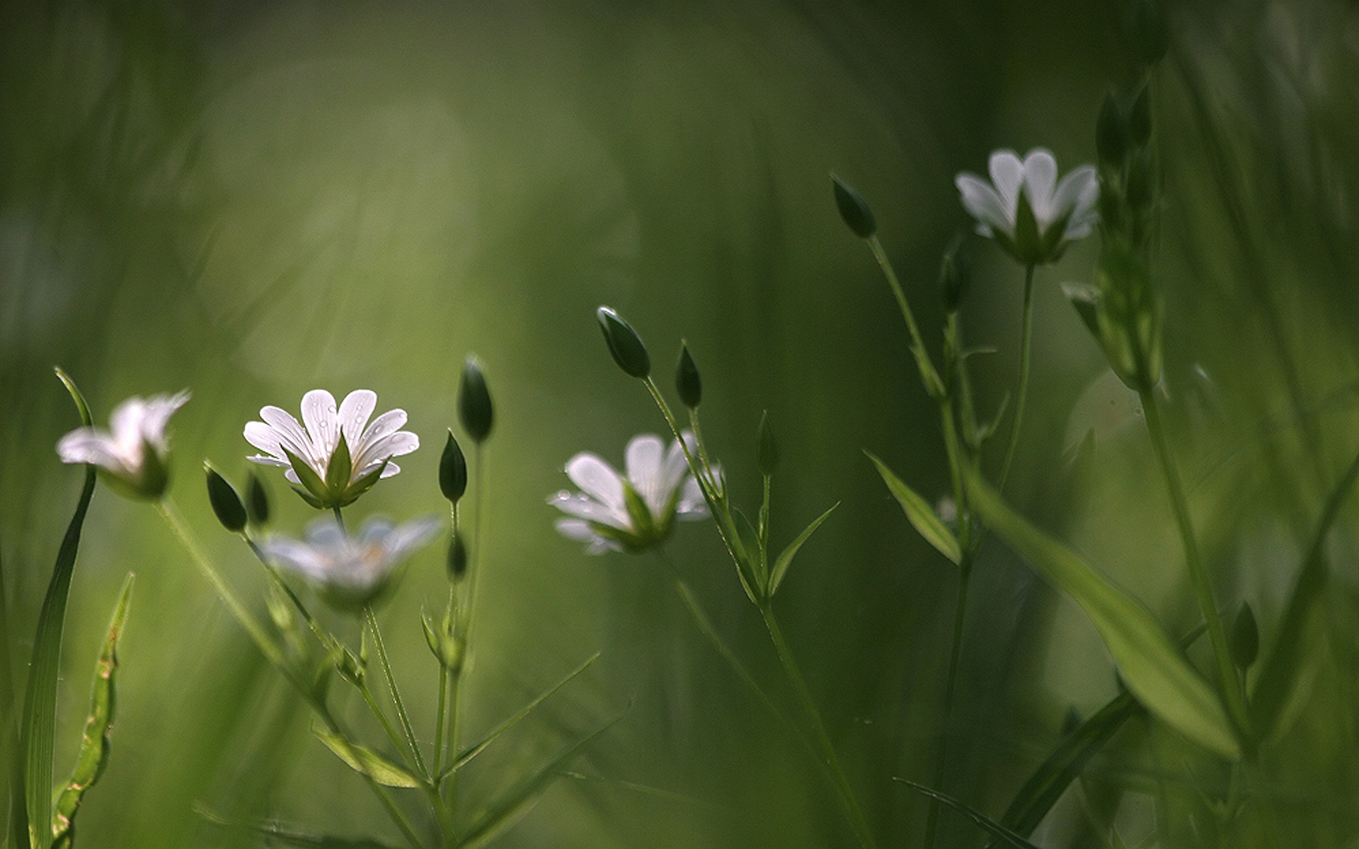 flowers, cvety, полевые