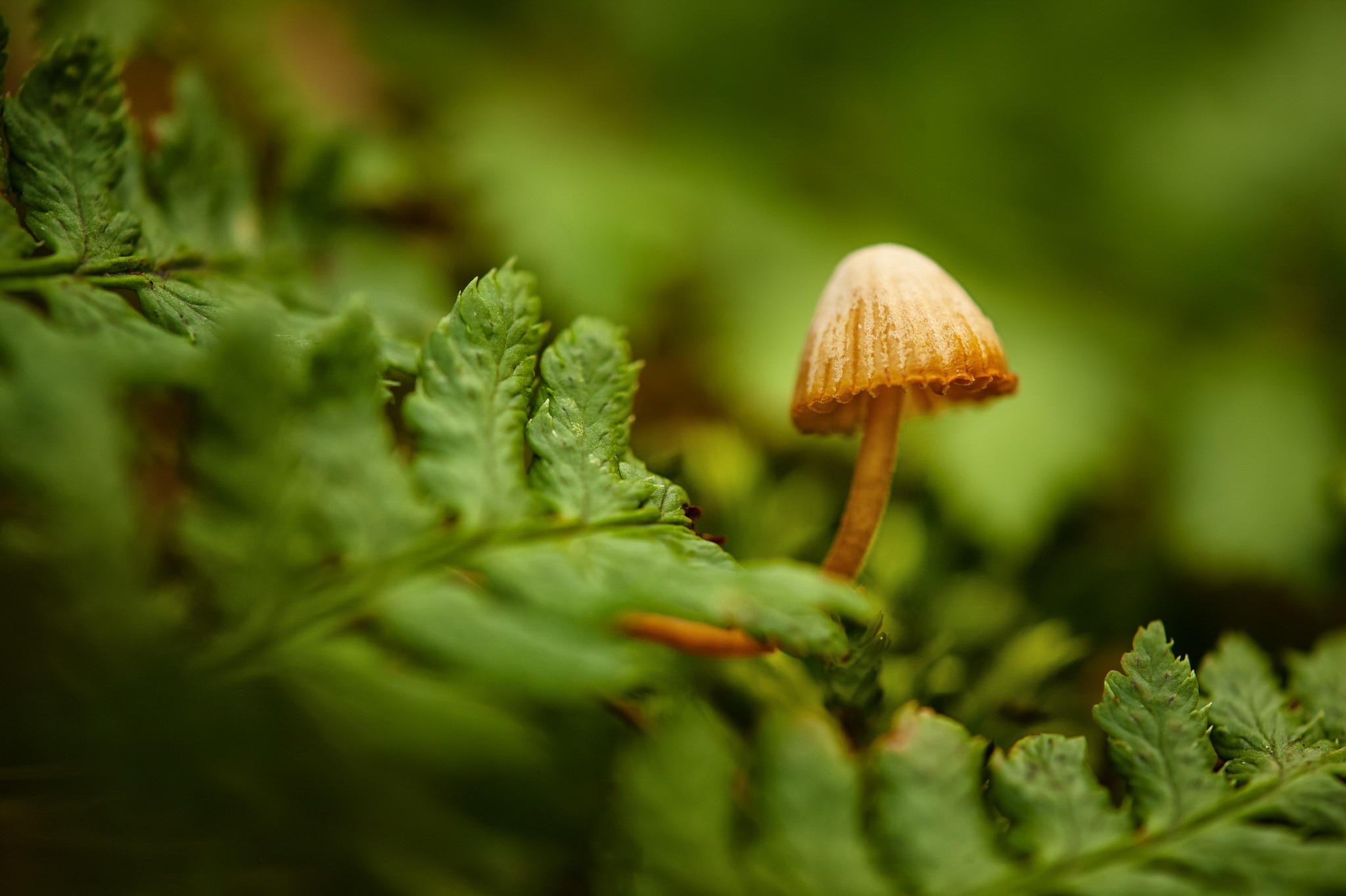 папоротник, макро, mushroom