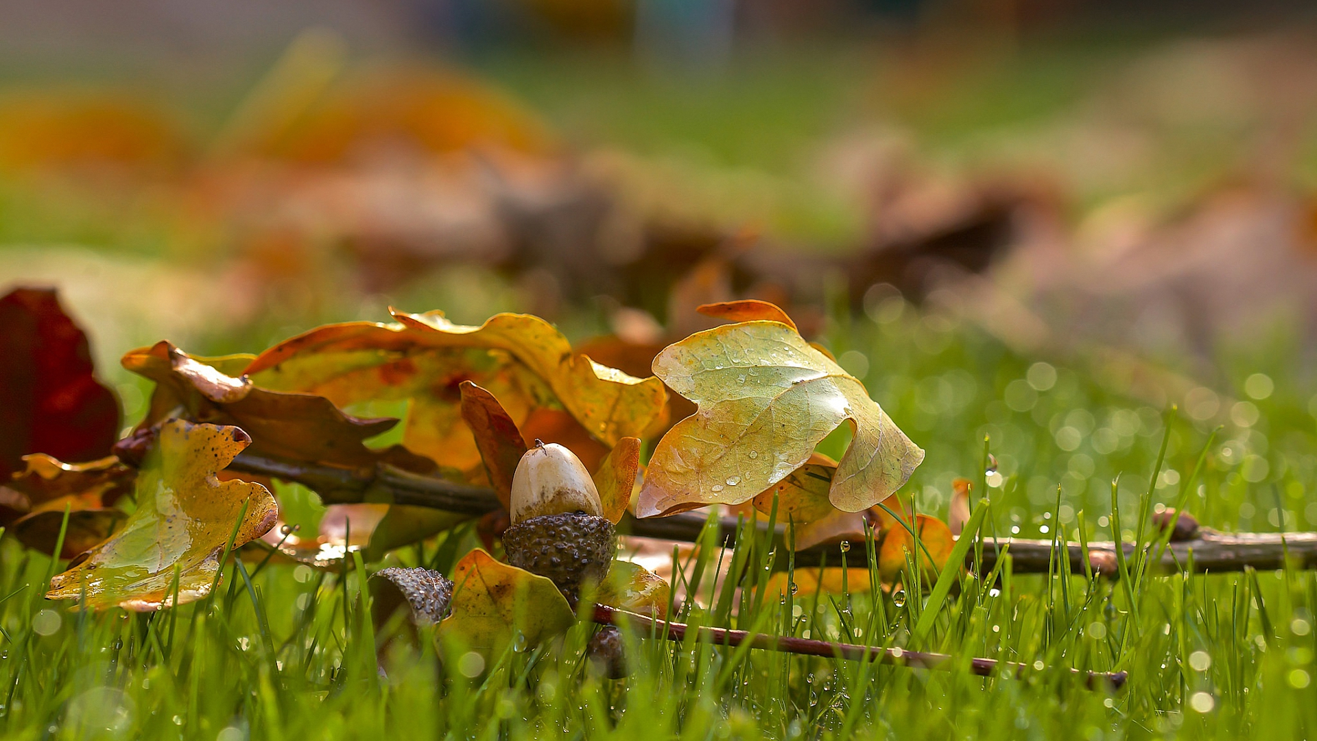 который, leaf, дуб