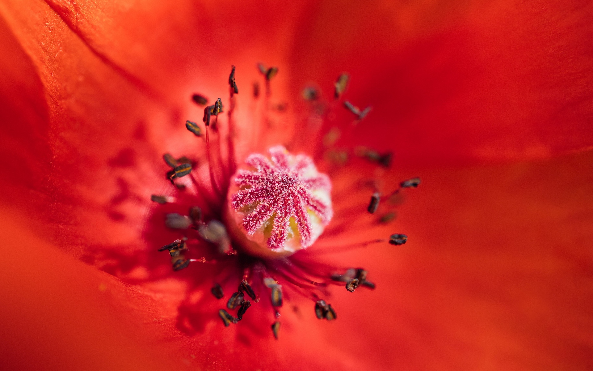 мак, обыкновенный, тычинка