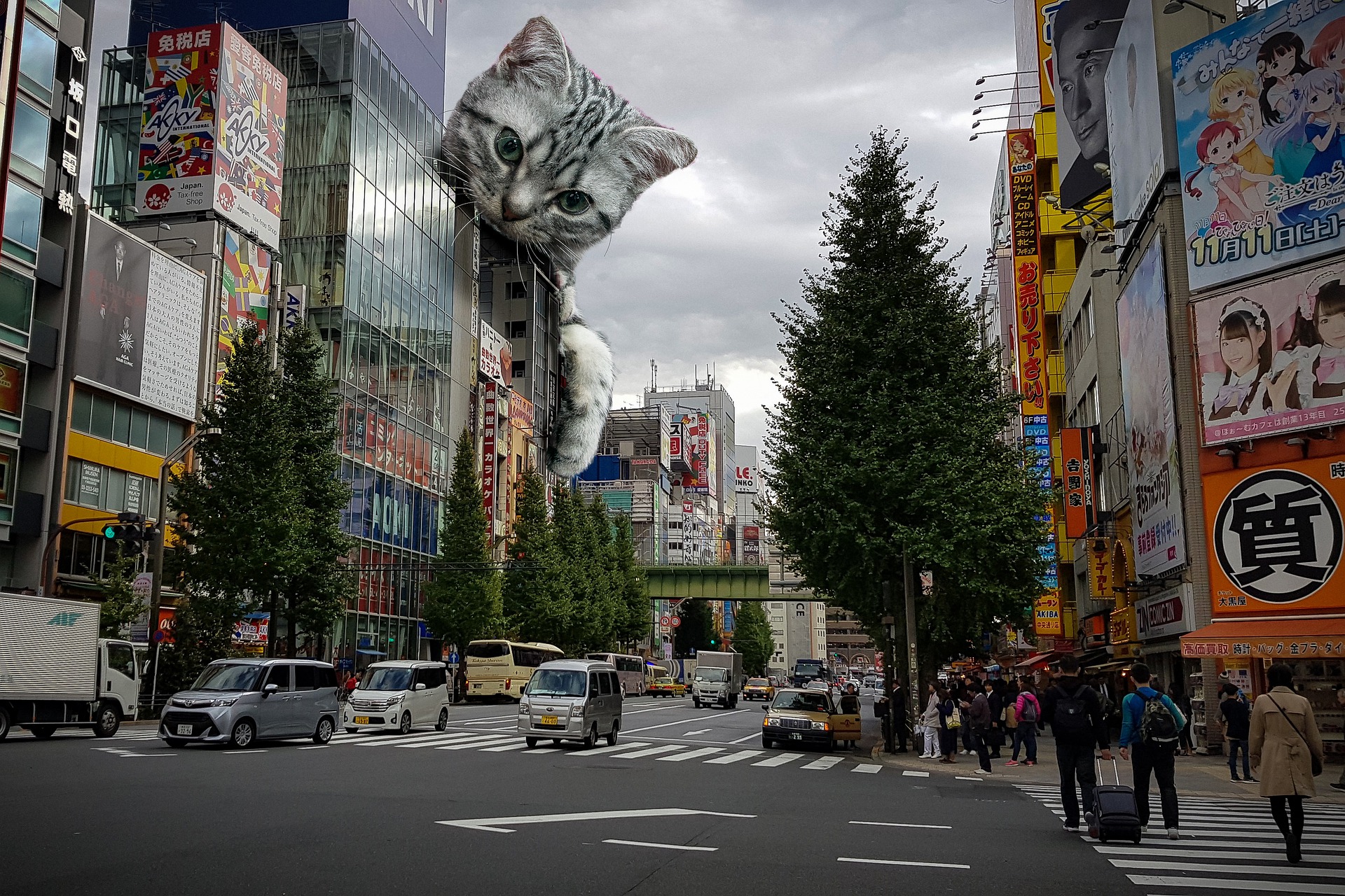 catzilla, там, город