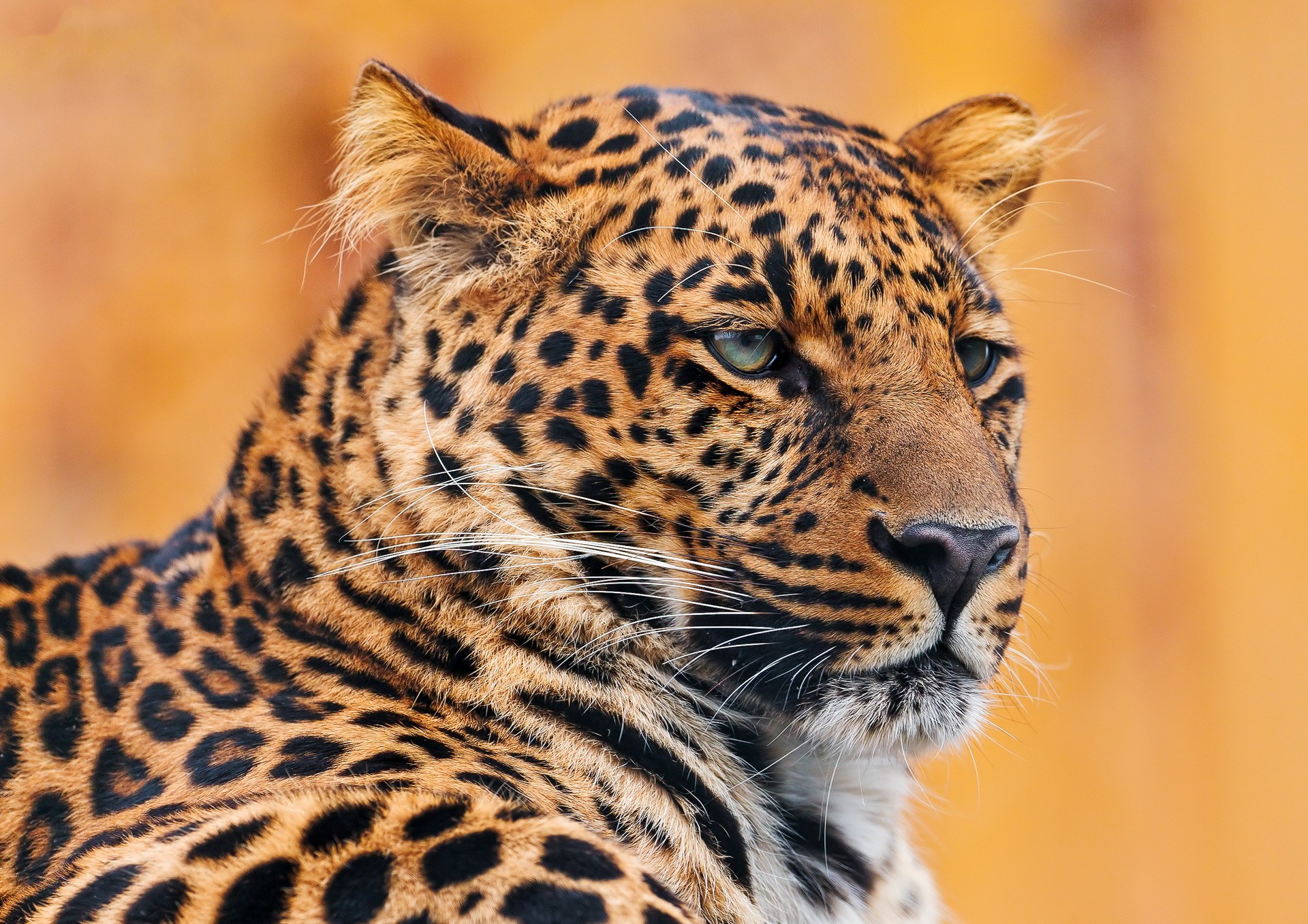 кот, красивый, леопард