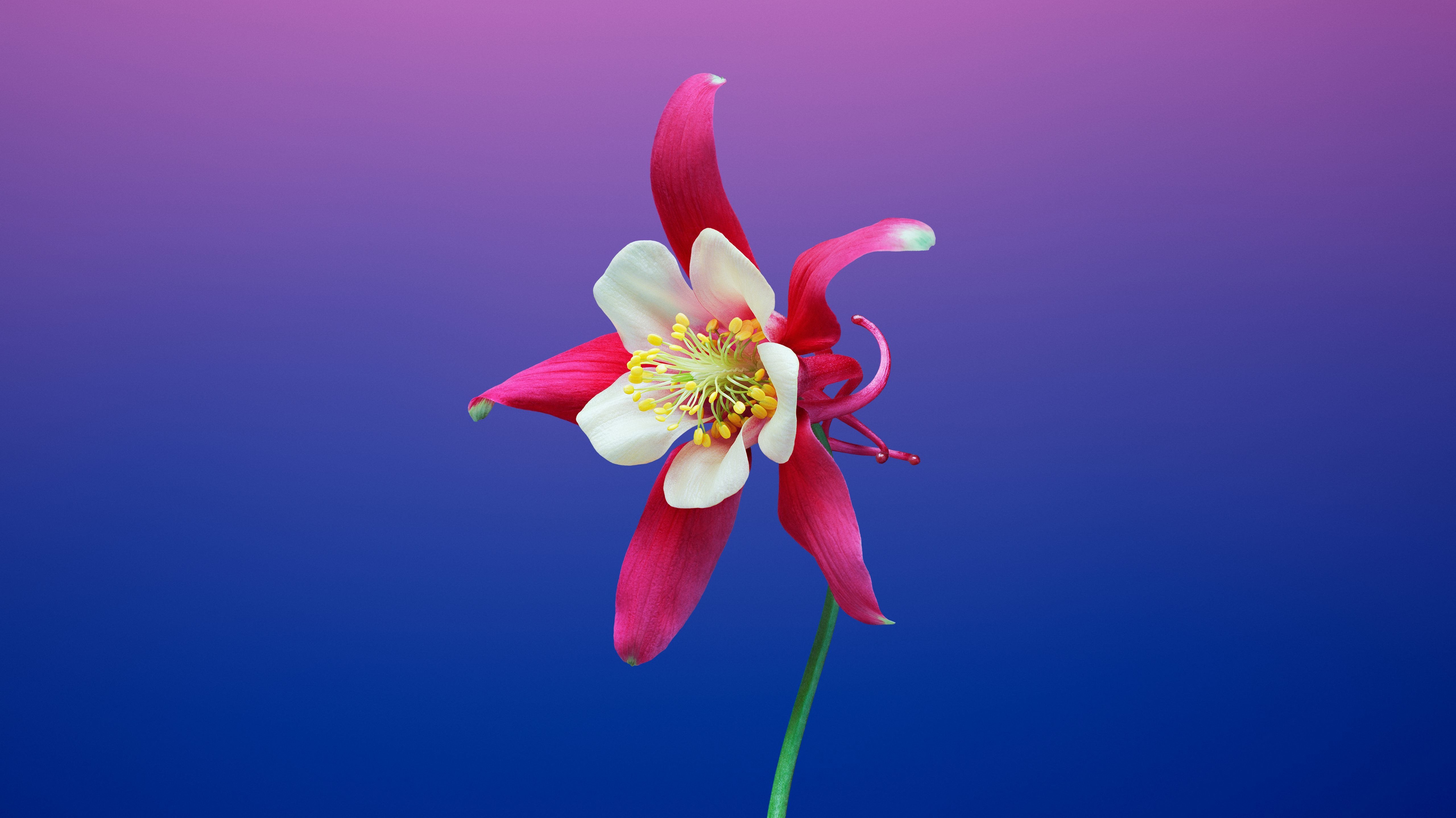 Цветок 4 8. Aquilegia Flower. Цветы на рабочий стол. Аквилегия лепесток. Обои необычные цветы.