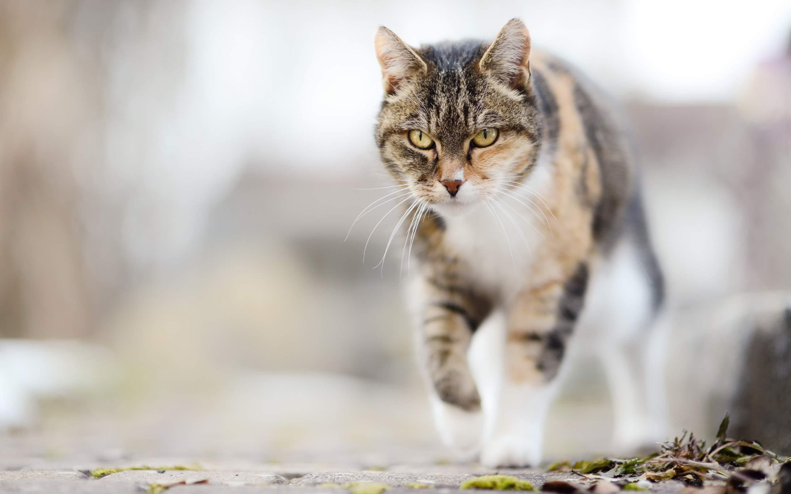 животня, свет