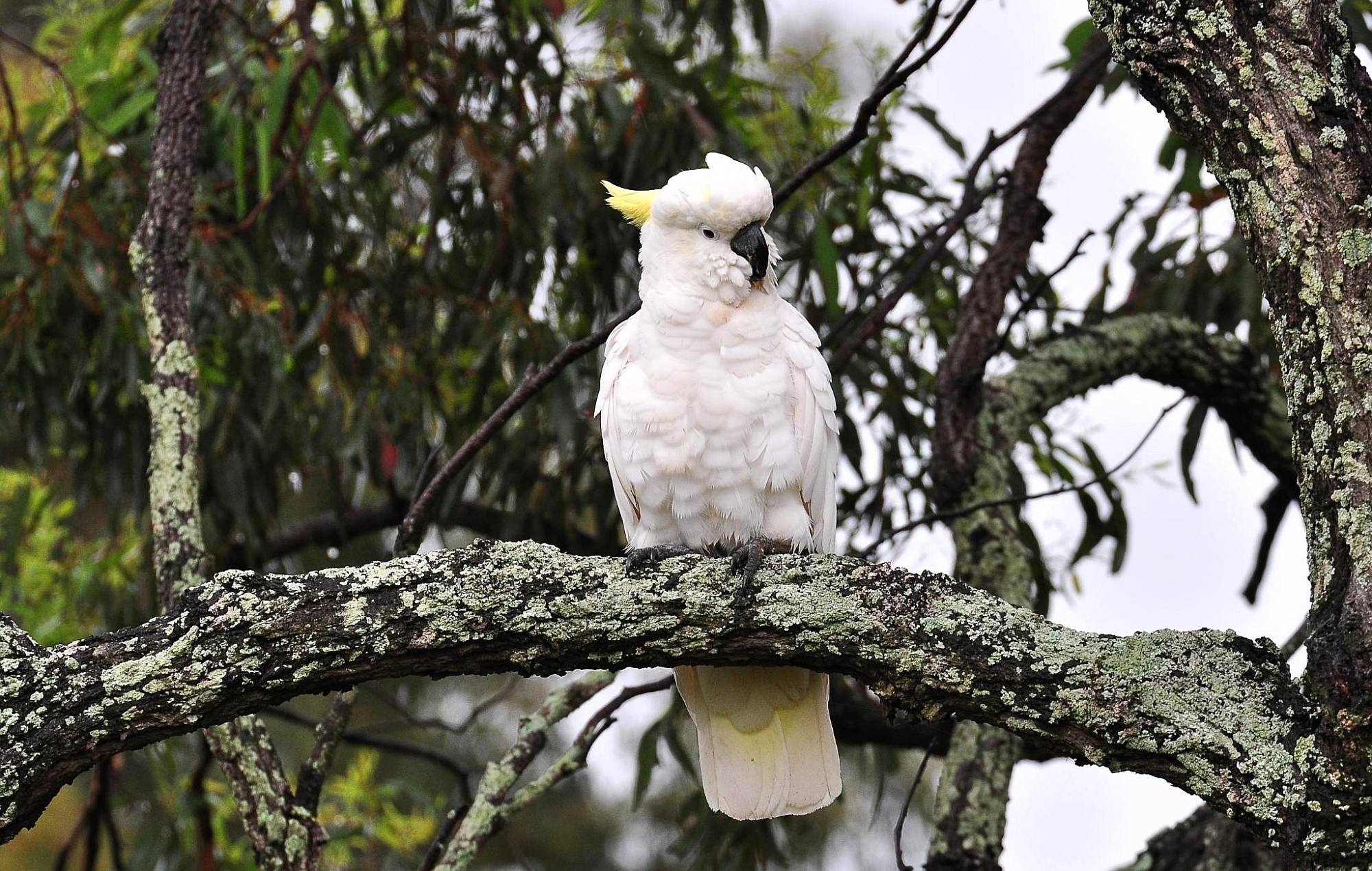 Белый попугай на дереве бесплатно