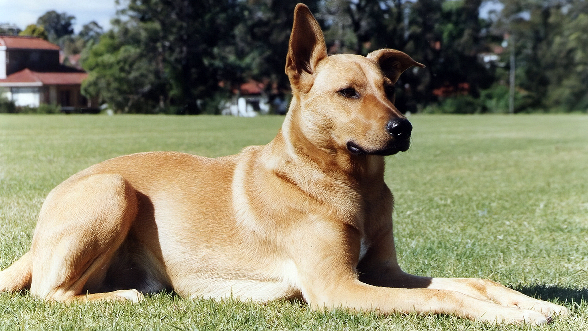 есть собака, которая лежит в траве