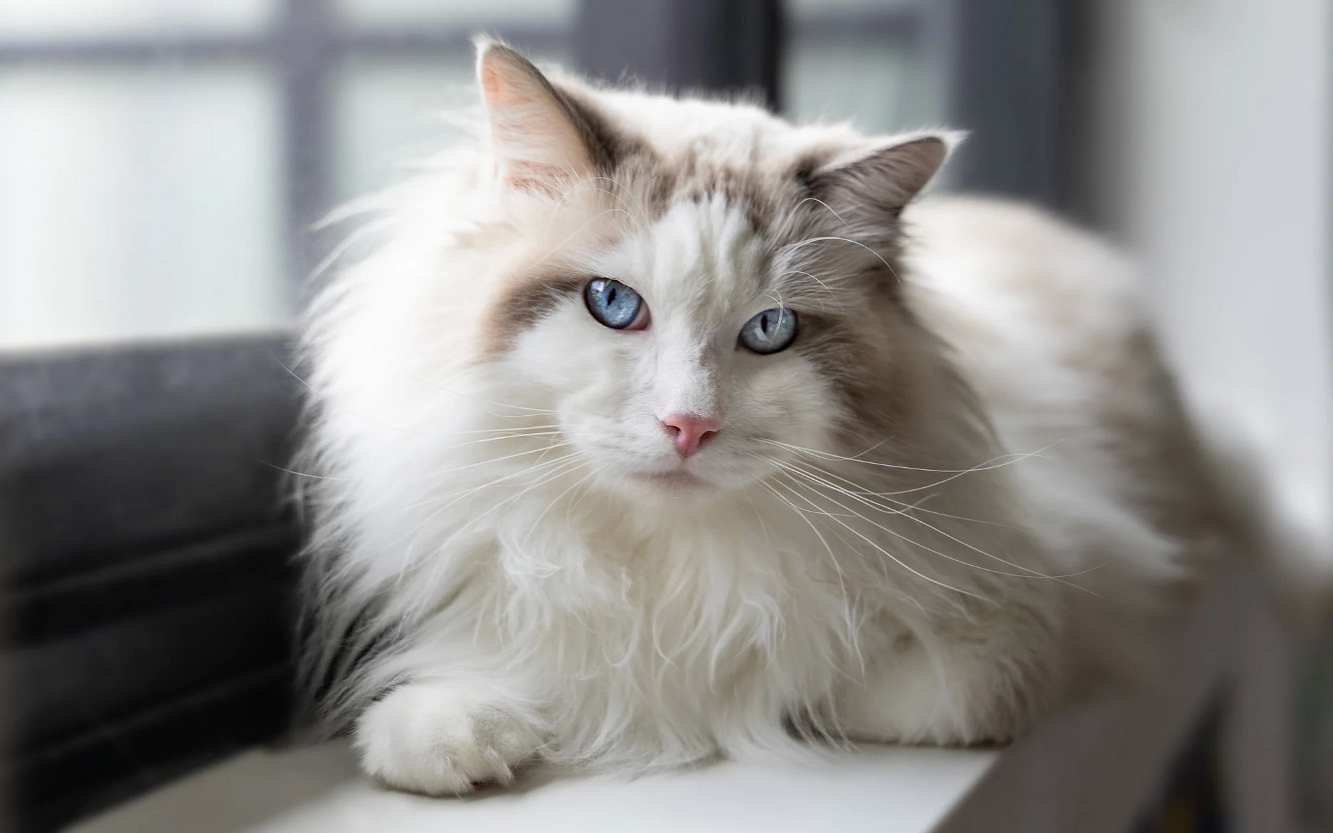 кот, тряпичная кукла, белый