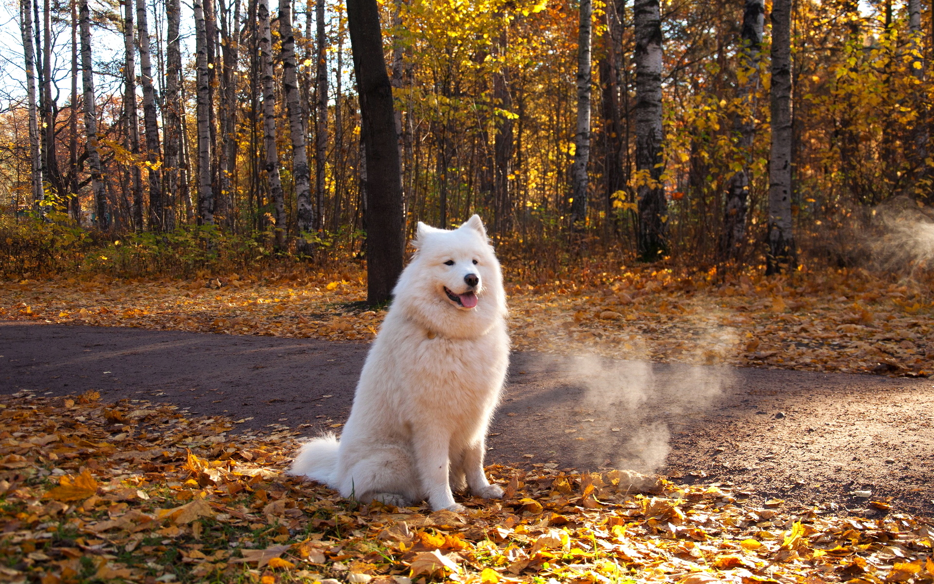 осень, натурал, пик