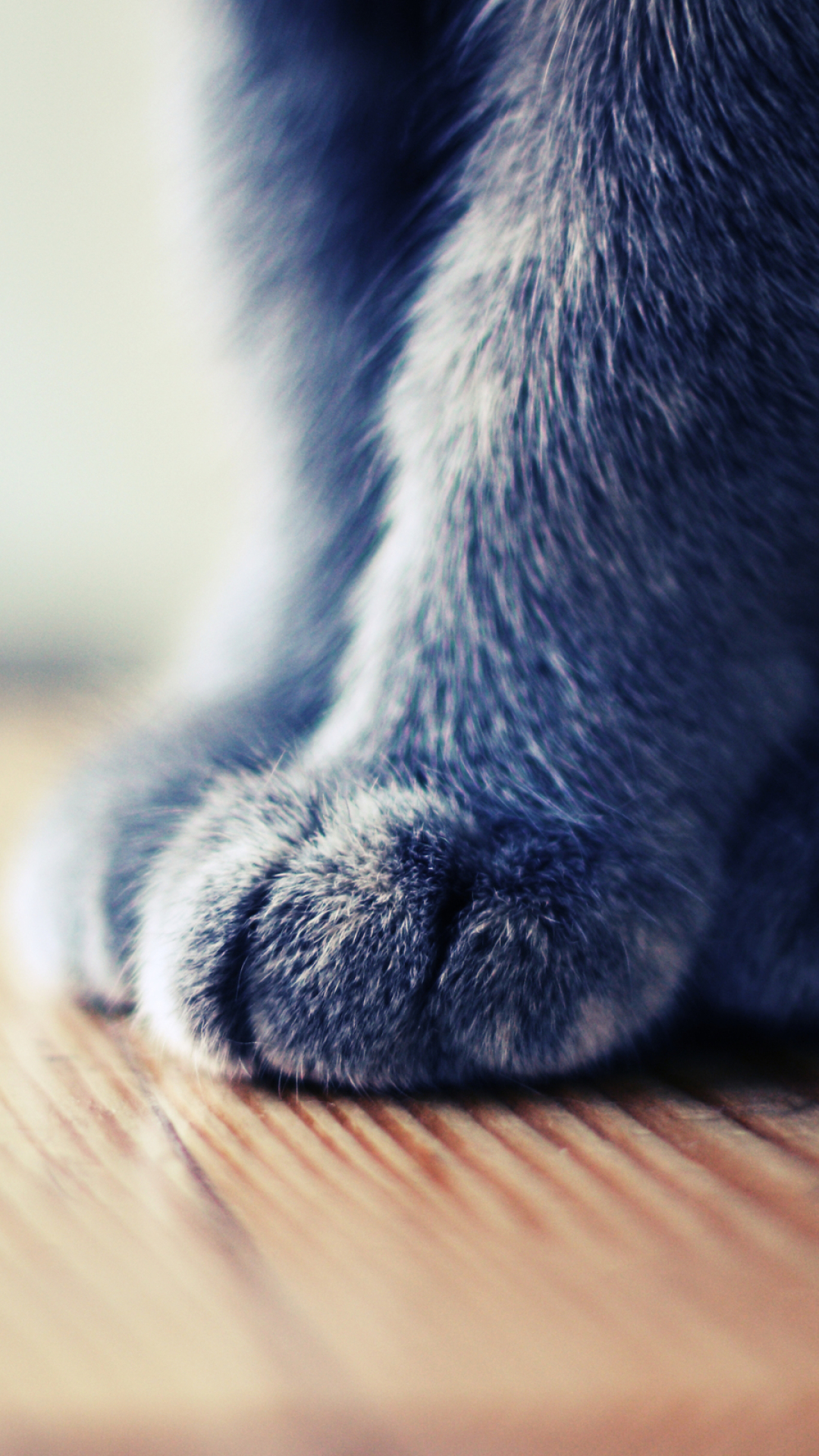 кот, лапа, фото