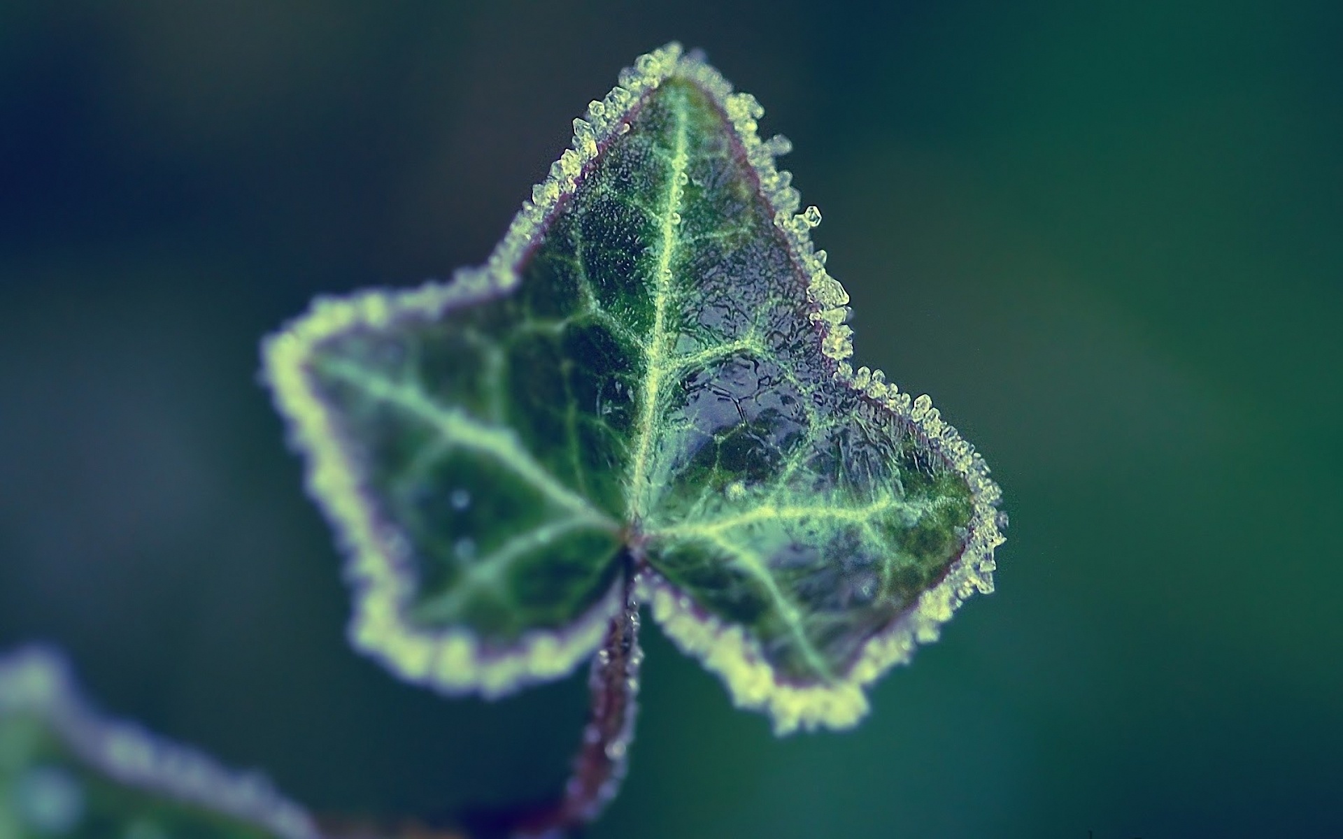leaf, frozen, single