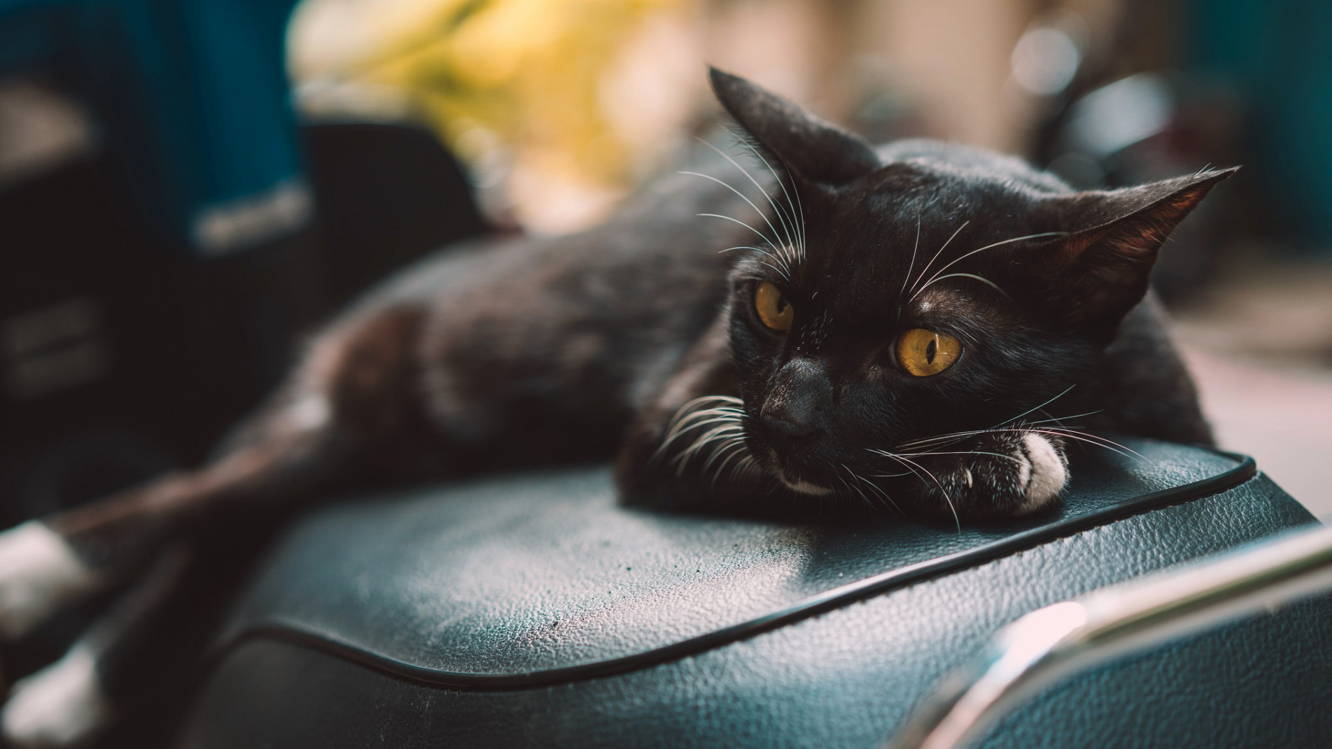 короткий, домашний