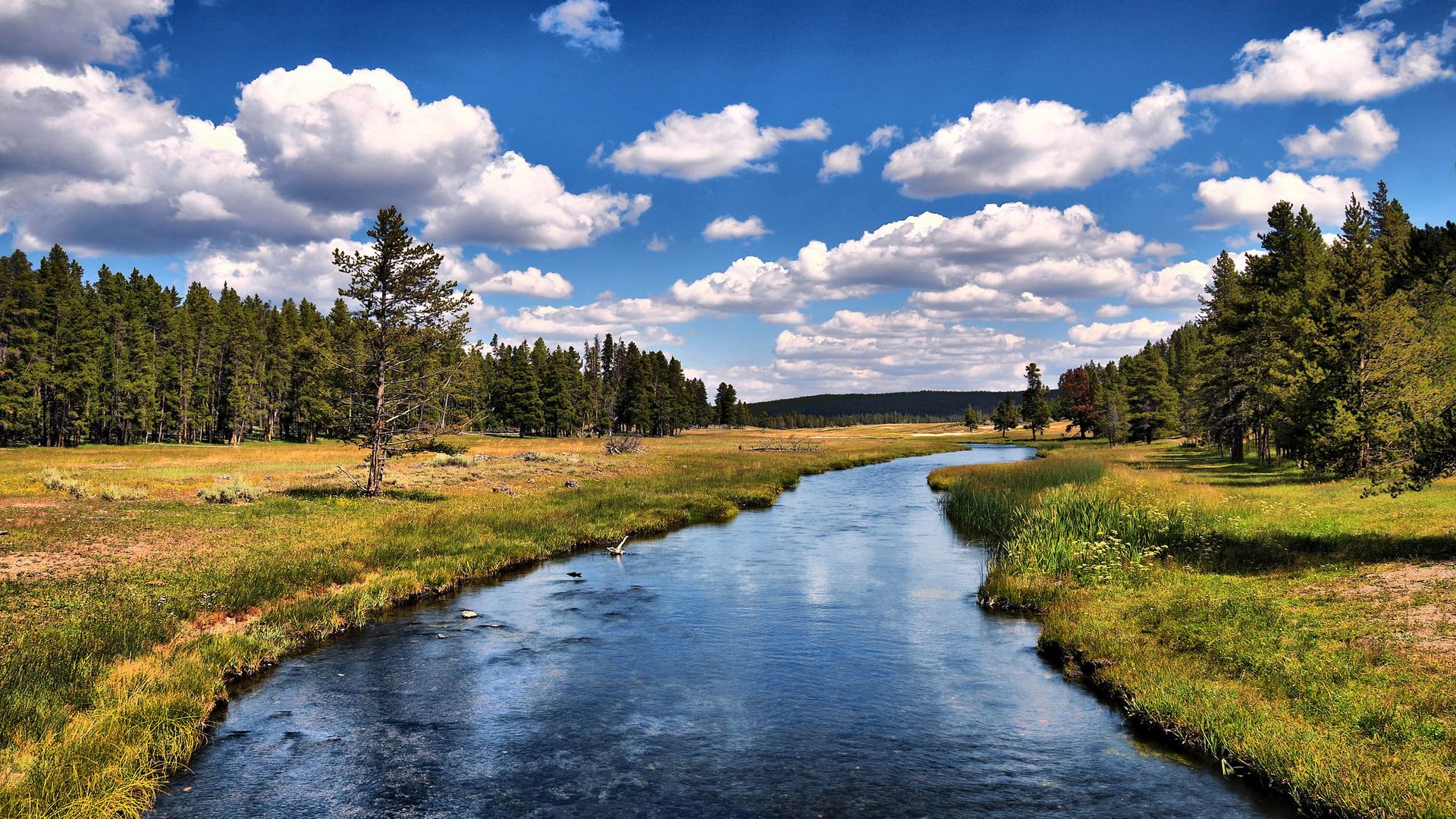 река, собака