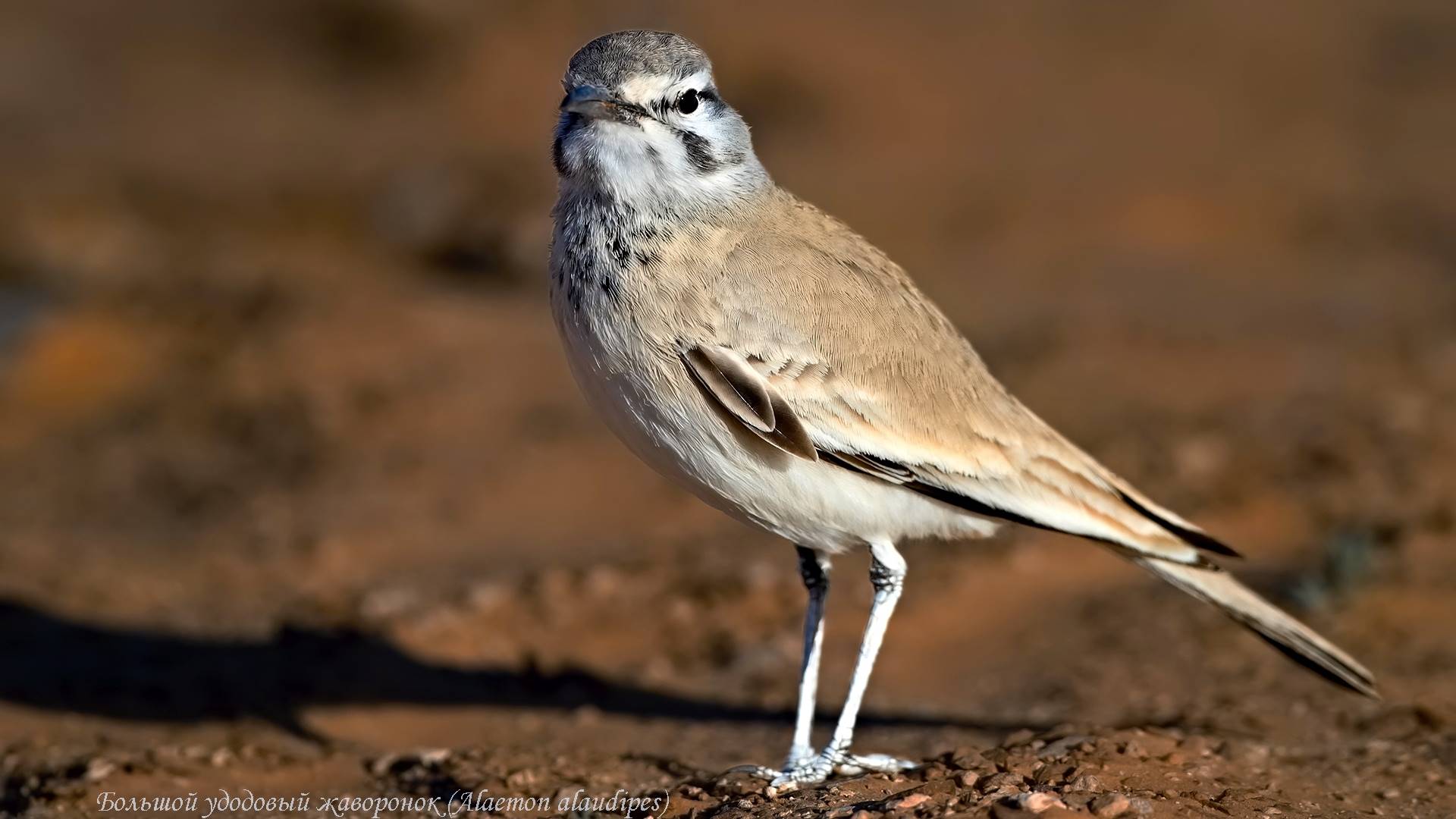 птица арафа, стоящая на земле в грязи