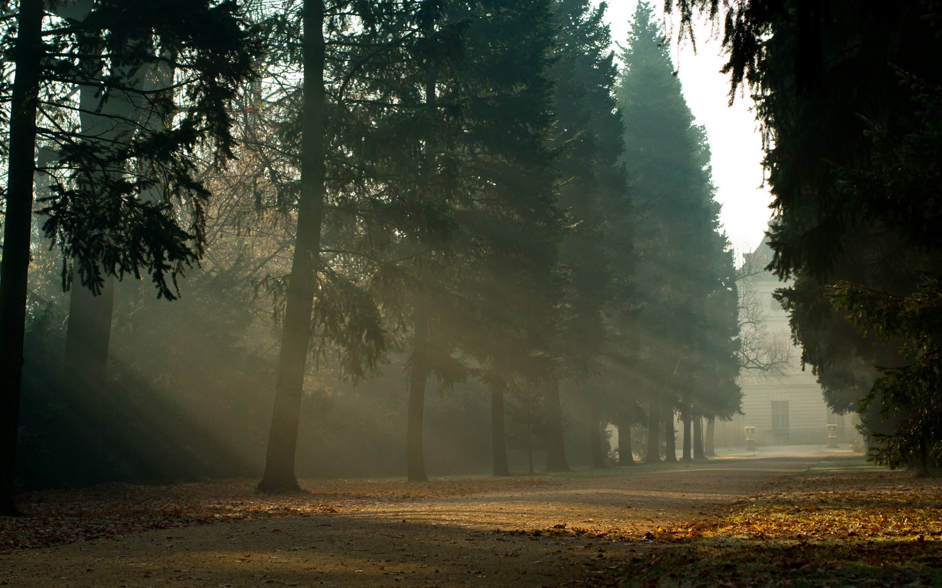 деревья в парке с солнцем, сияющим сквозь туман