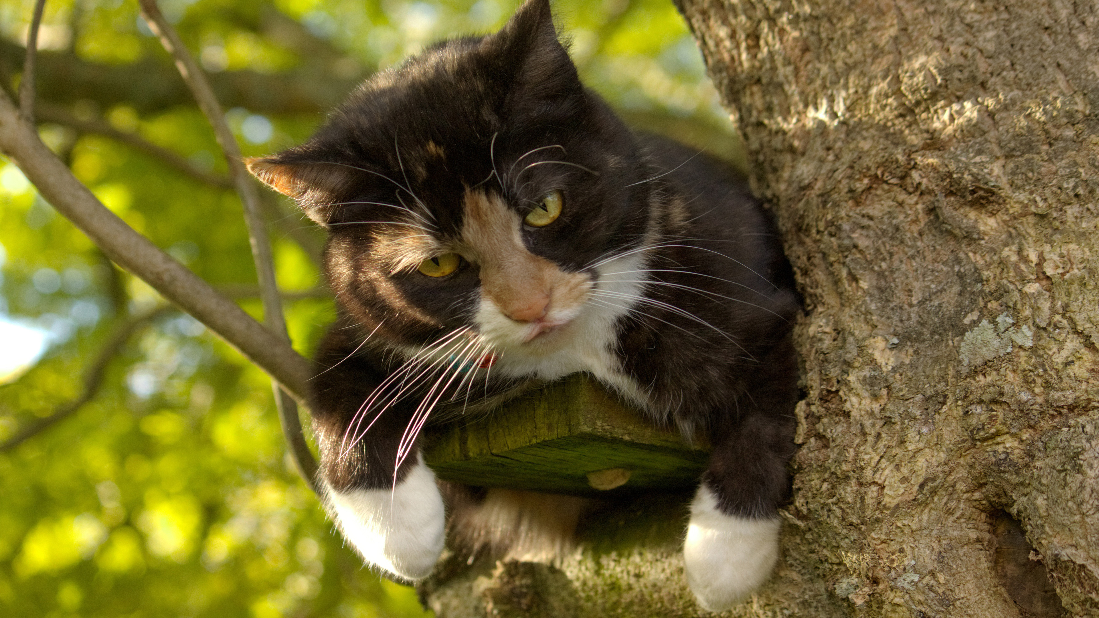 кот, дерево, взгляд