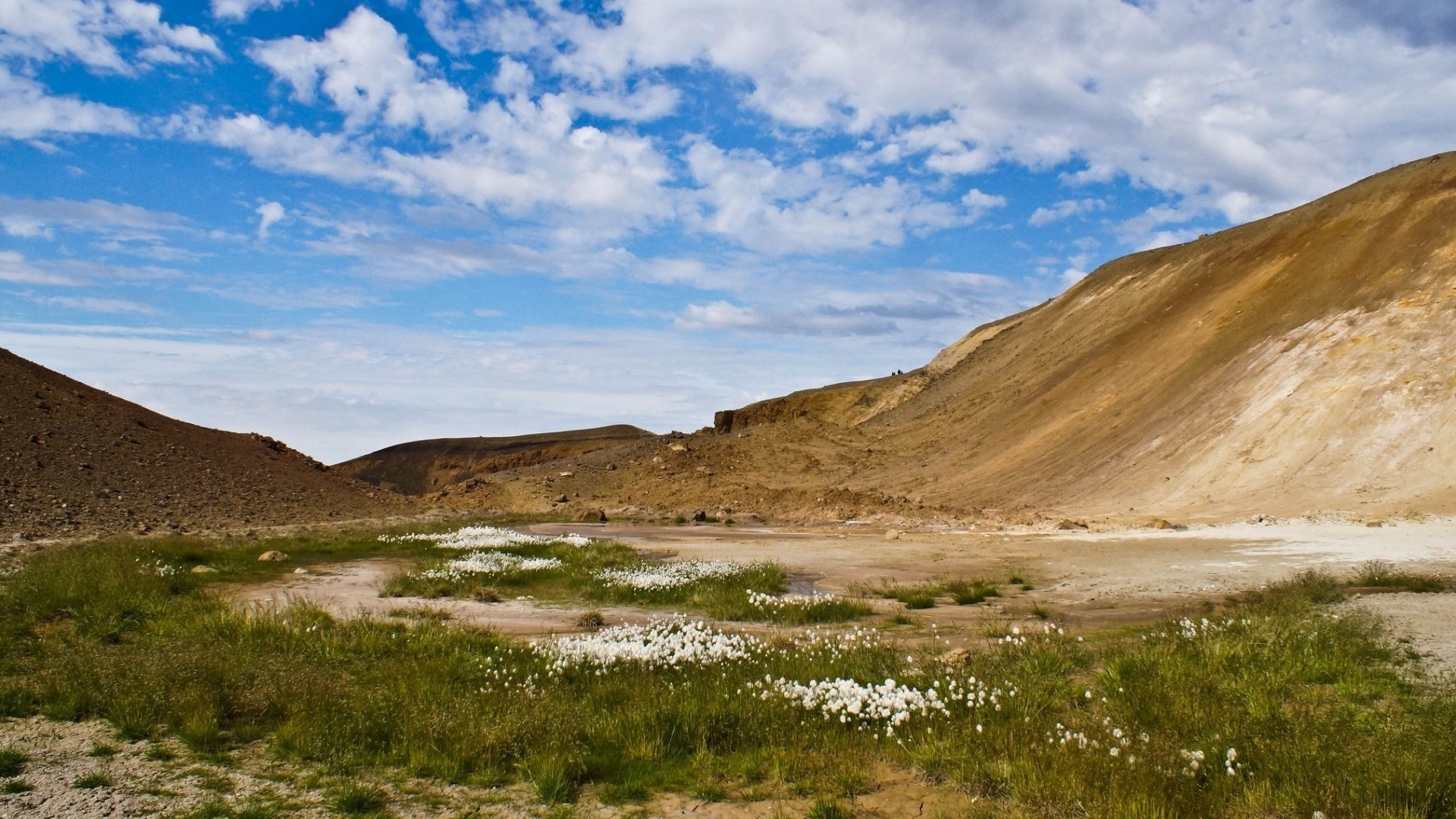 shrubland