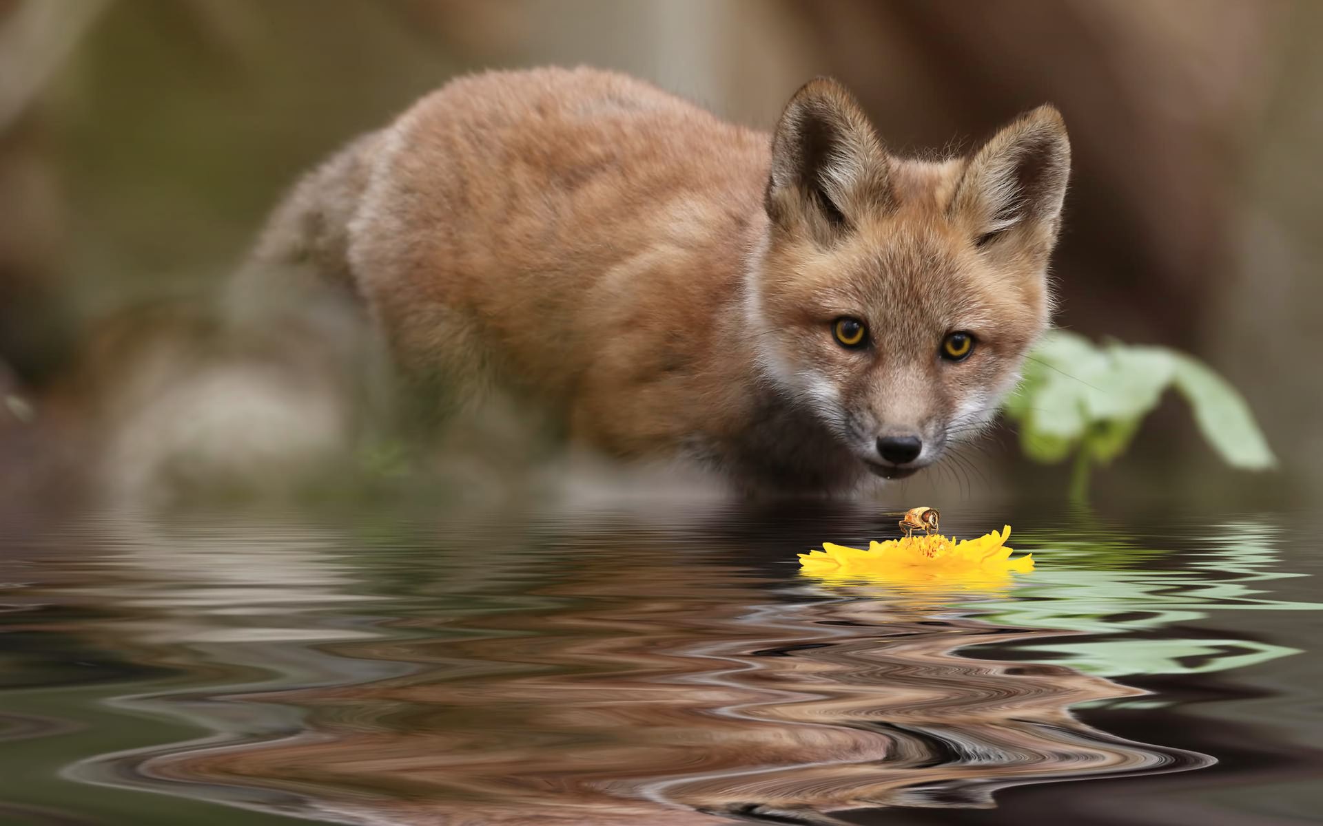 лиза, вода, лисенок