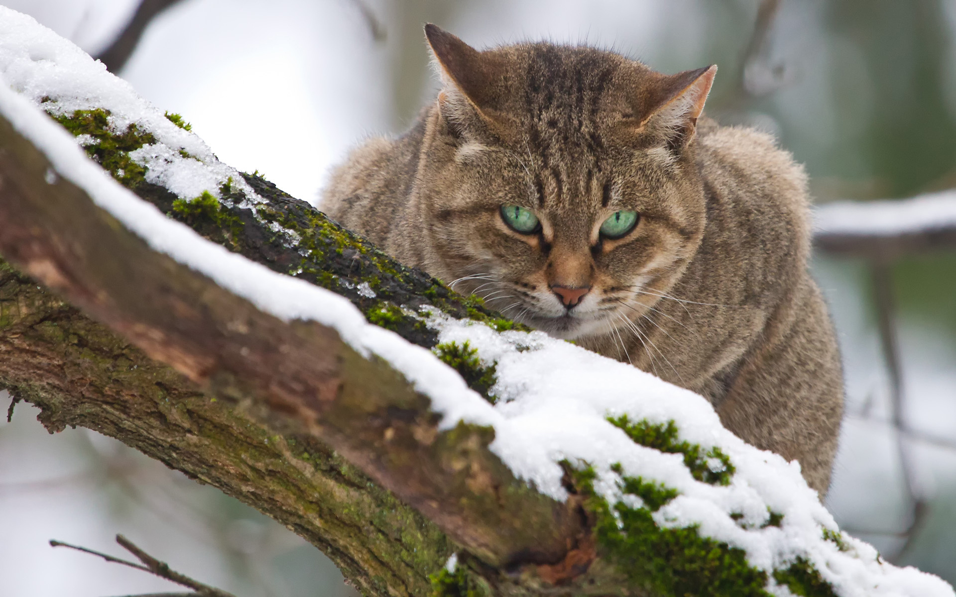 природа животные кот серый зима деревья бесплатно