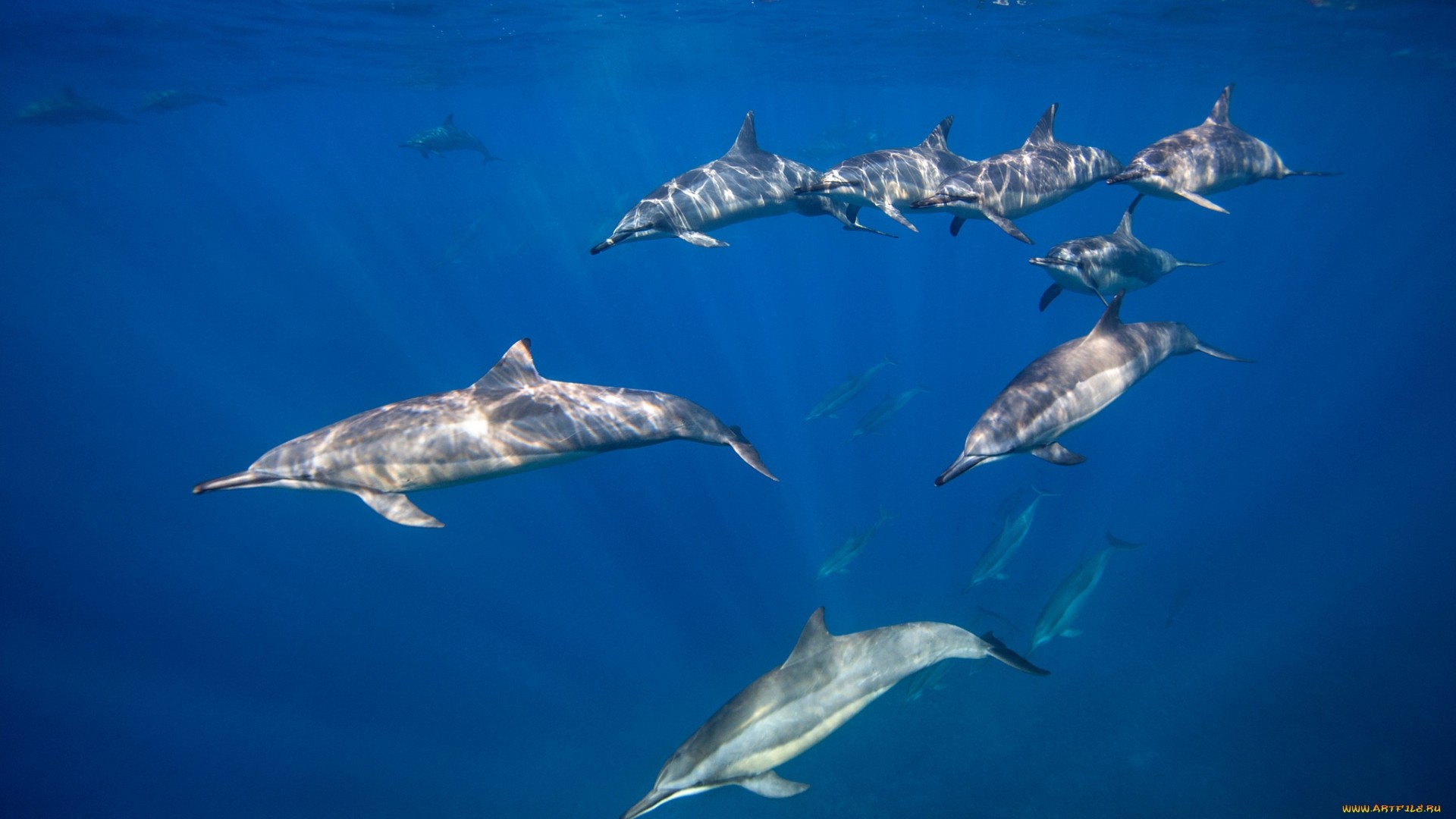 море, дельфин, delfinovyi