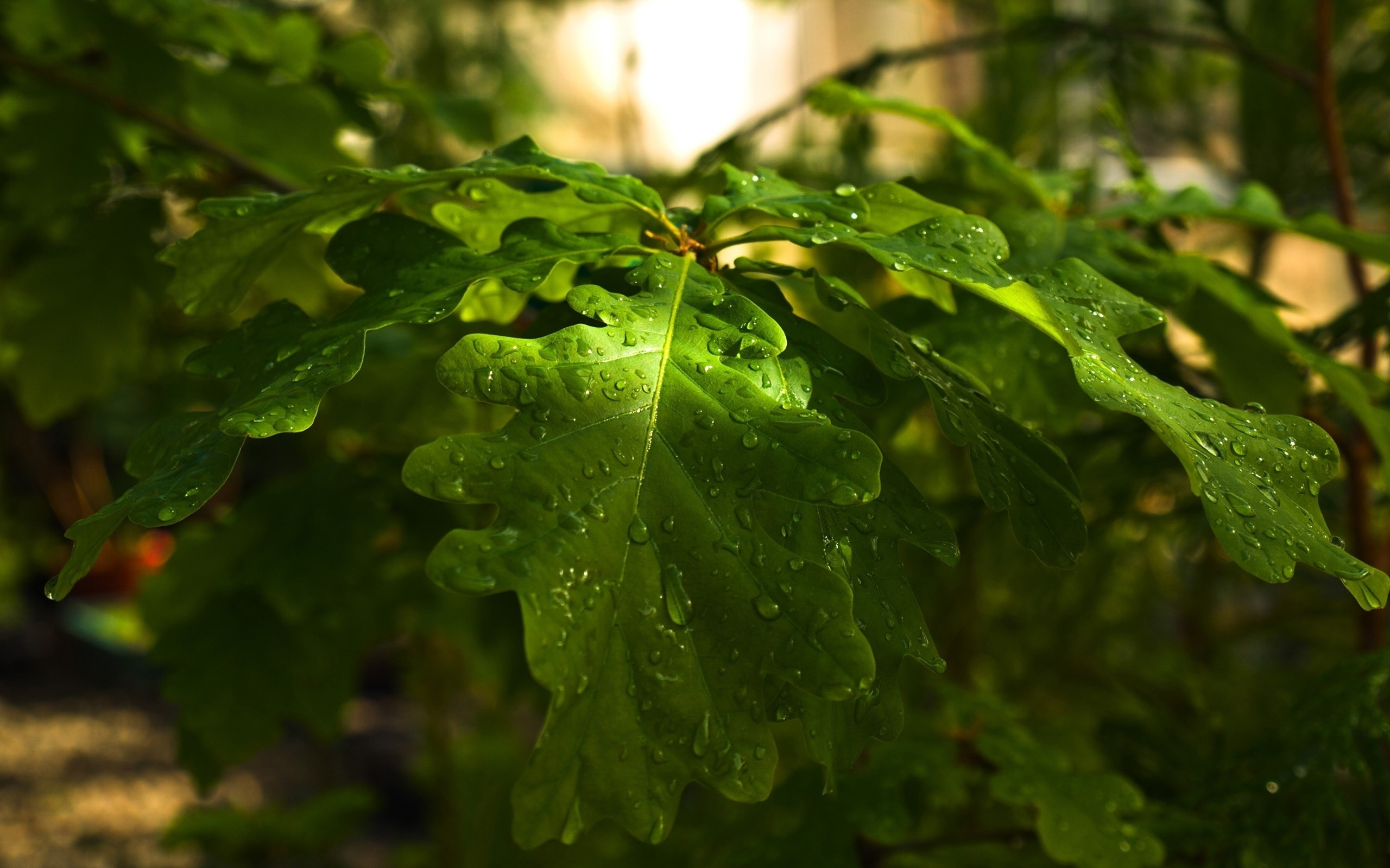 oak, листья