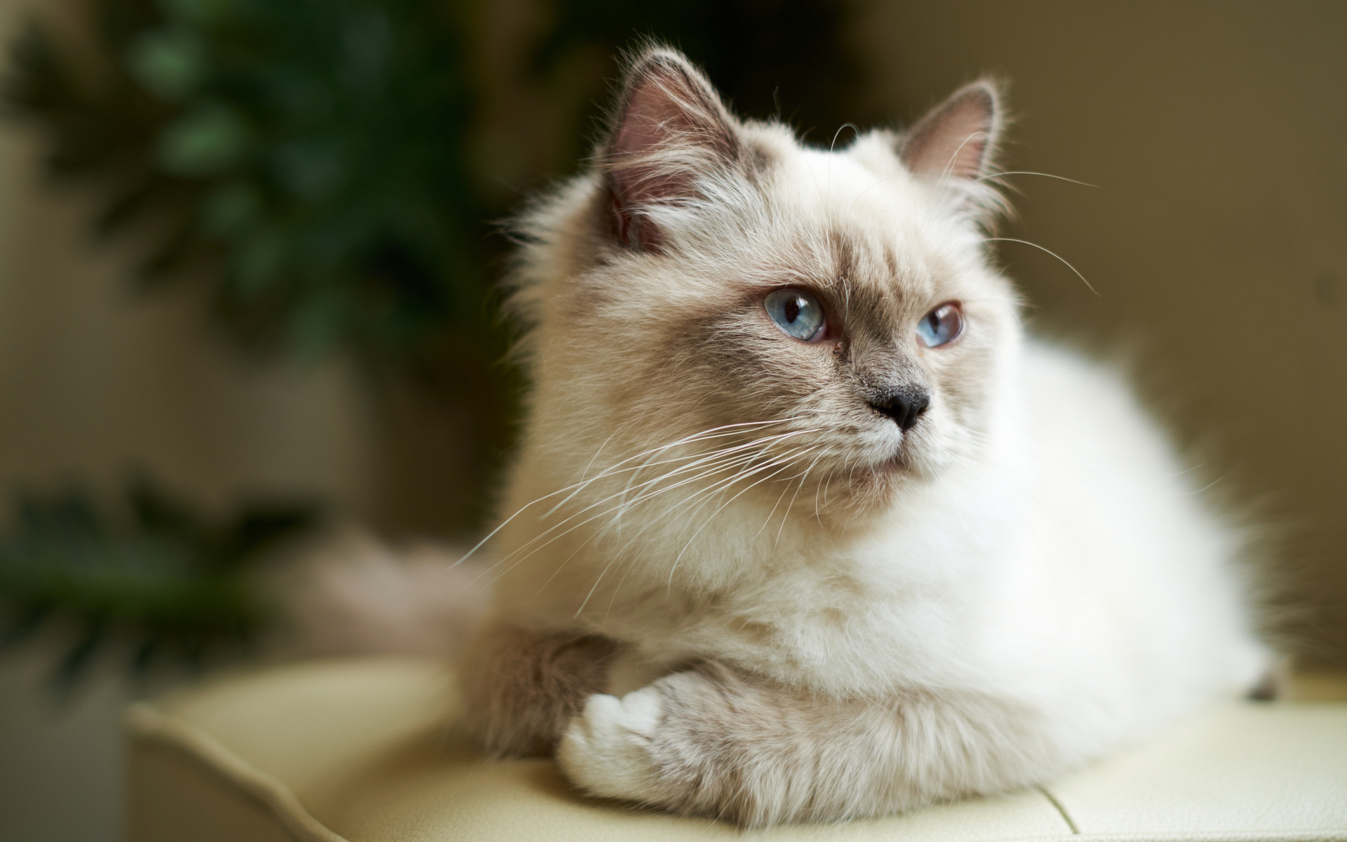 кот, кошек, свет