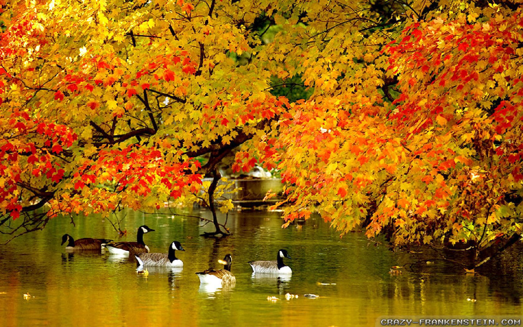 природа осень листья Великий Новгород Россия скачать